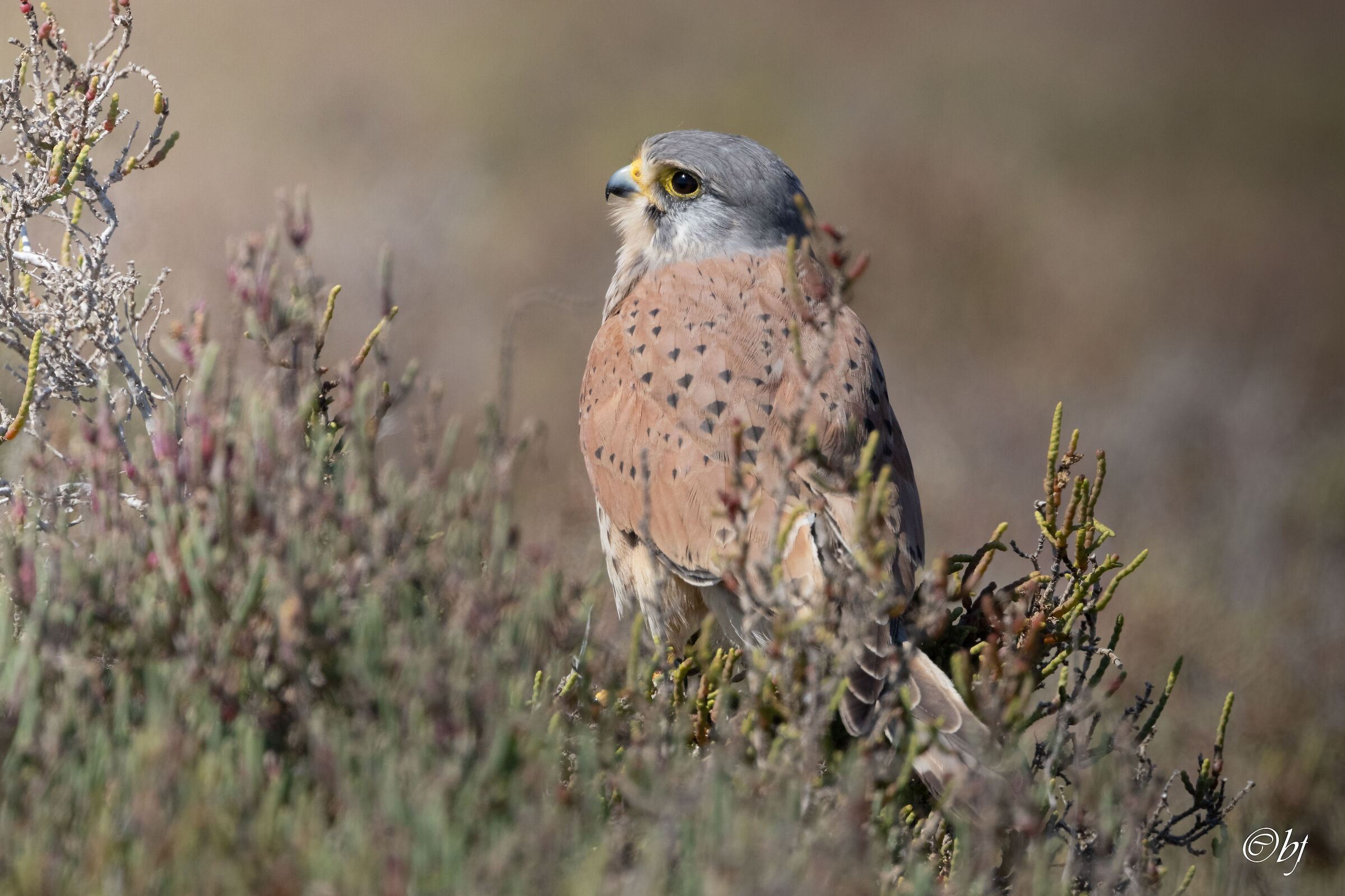 Kestrel