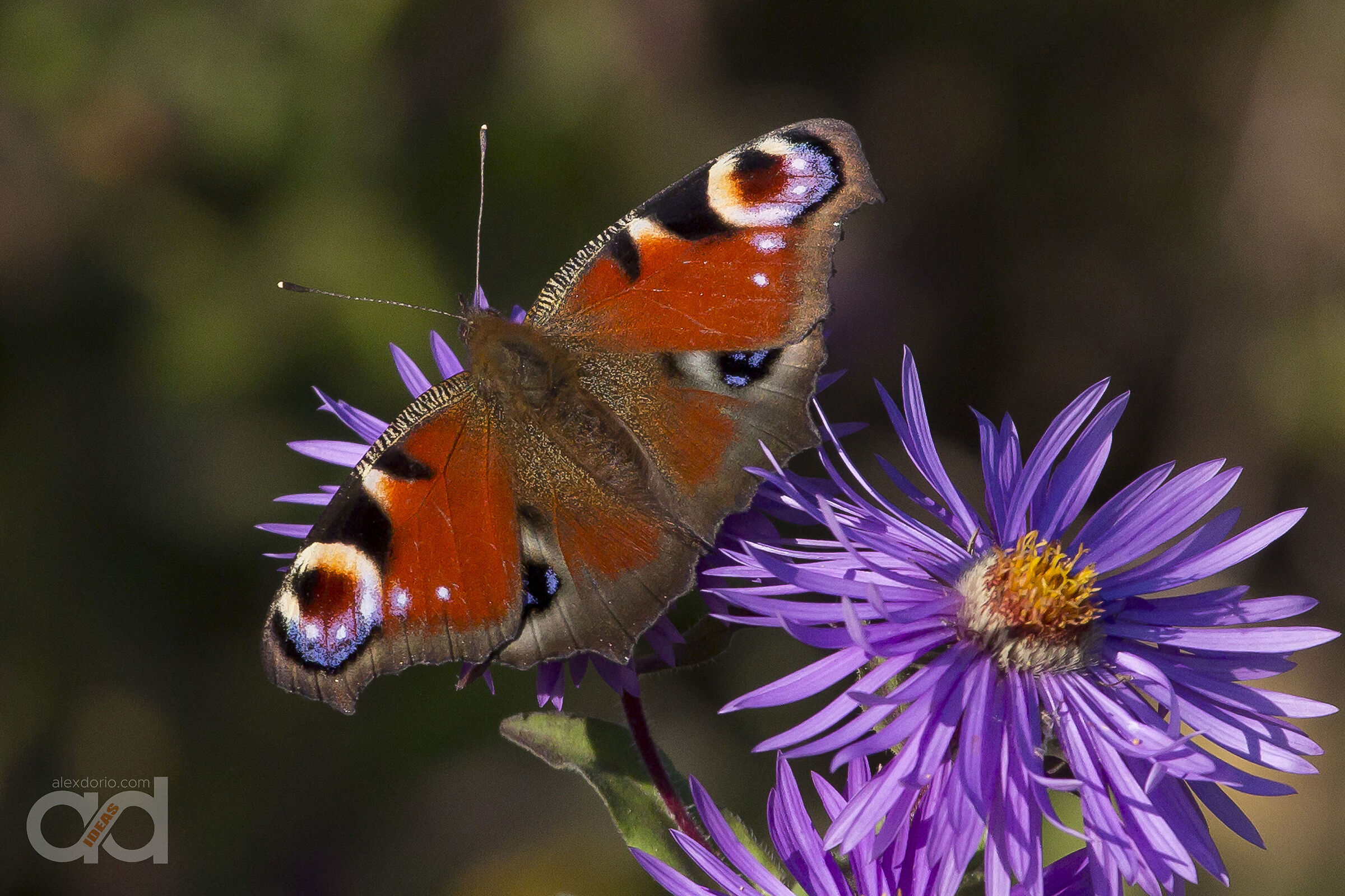 Vanessa su Aster viola