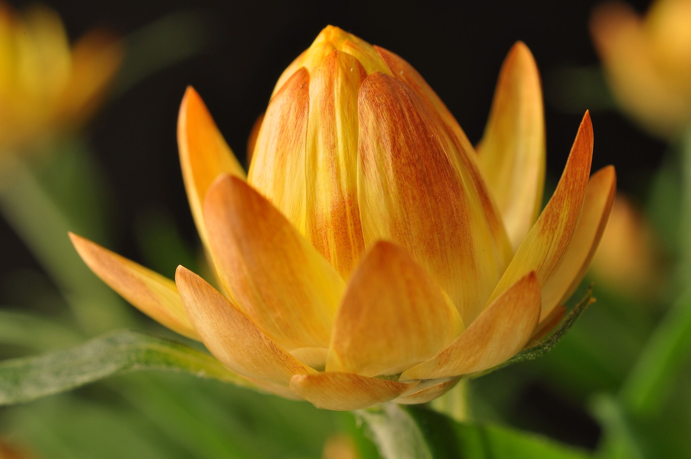 Fiore di carta