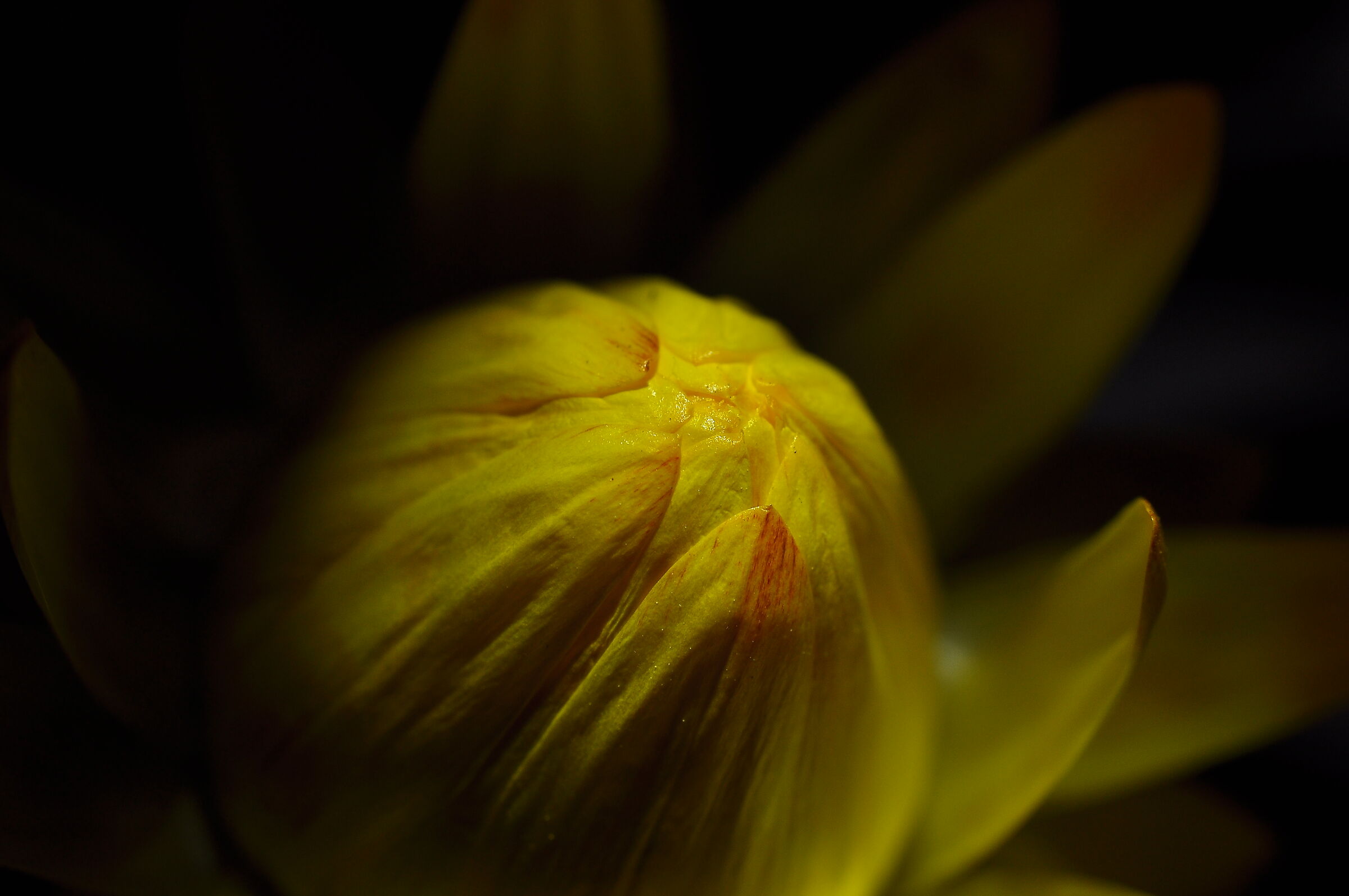 Bracteantha Hybrid