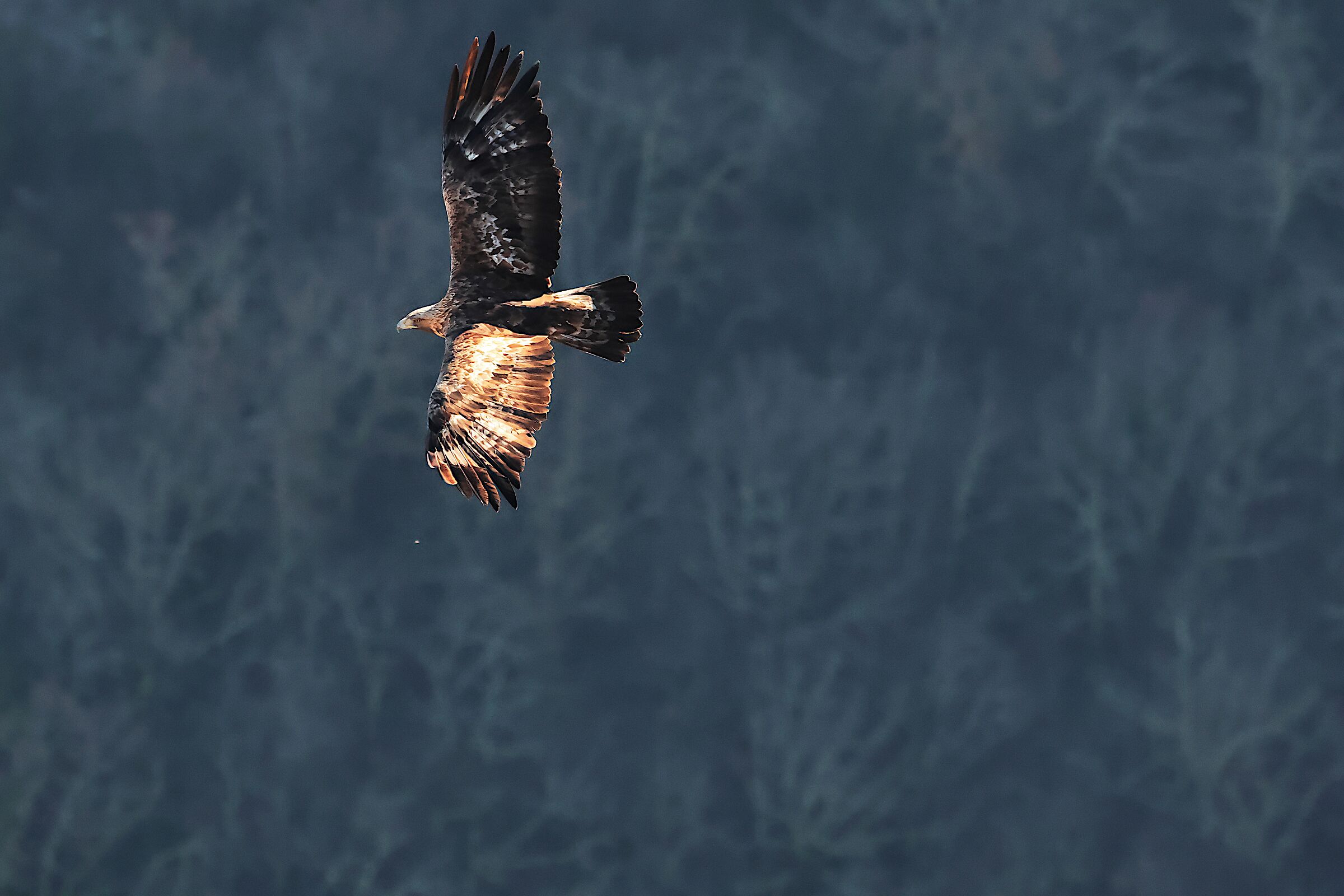 Golden Eagle in the Melfa Gorges