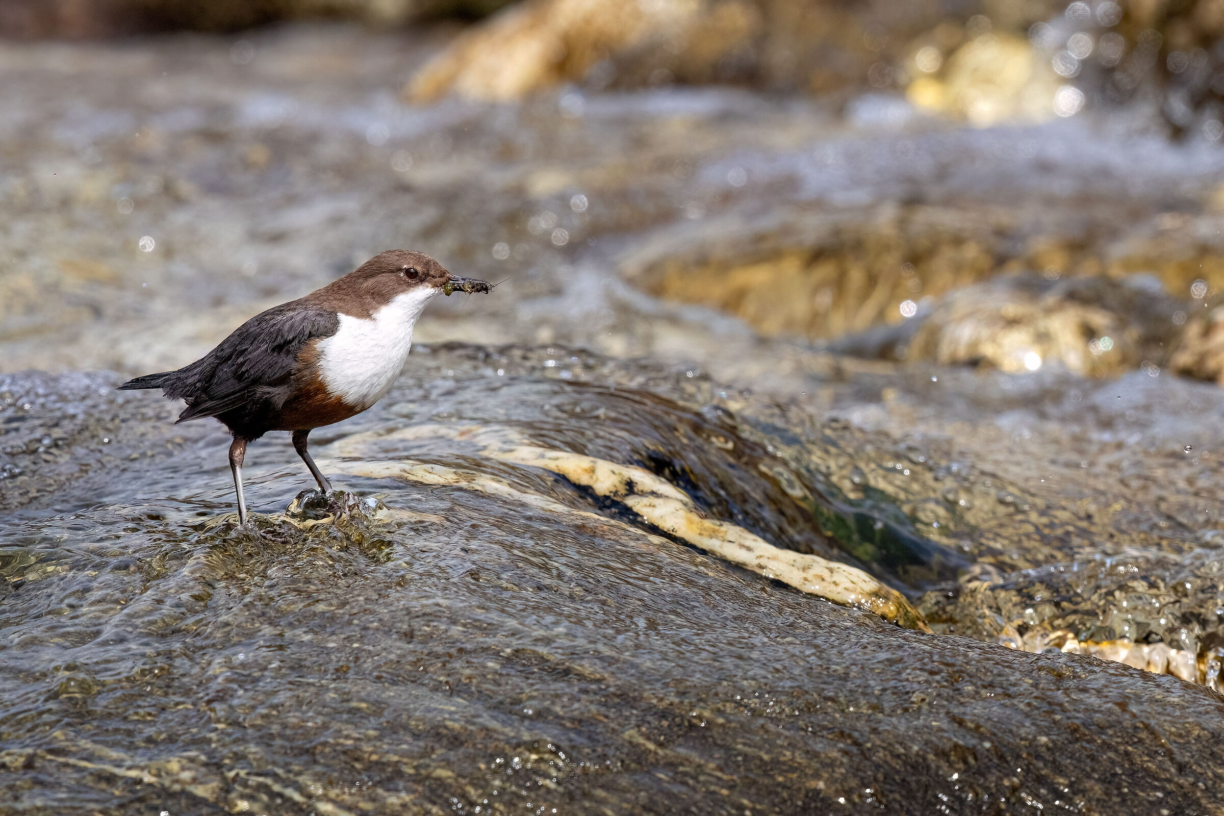 Dipper