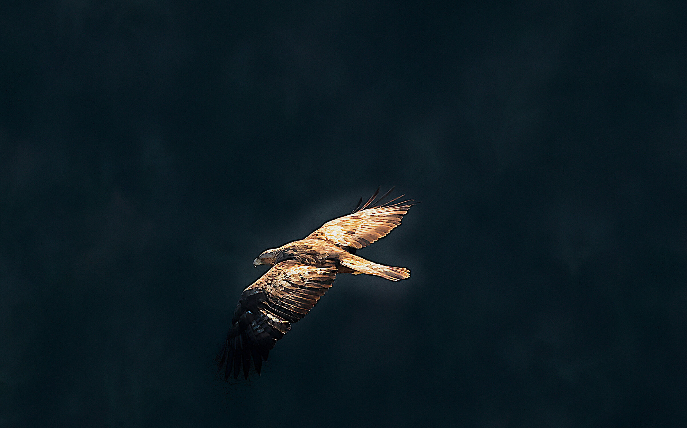 Golden Eagle in the Melfa Gorges