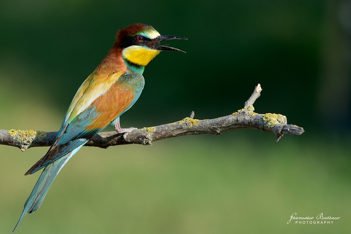 Bee-eater