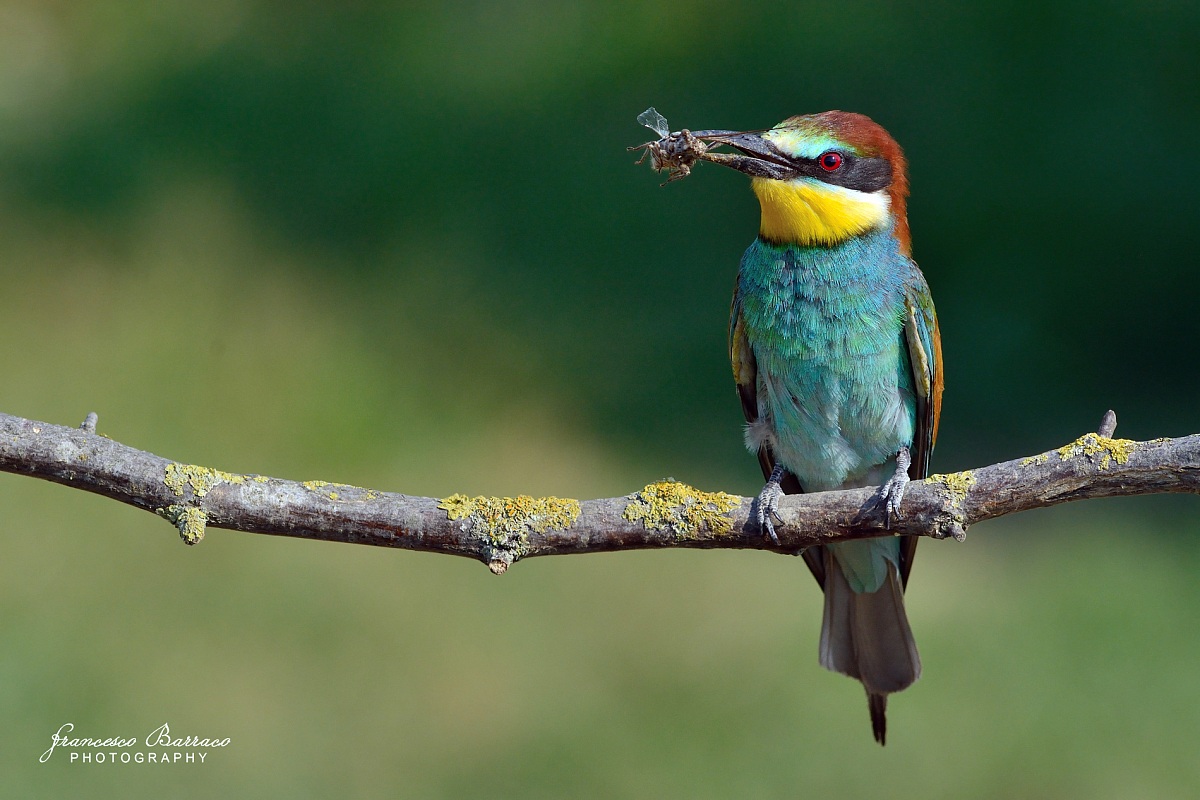 Bee-eater