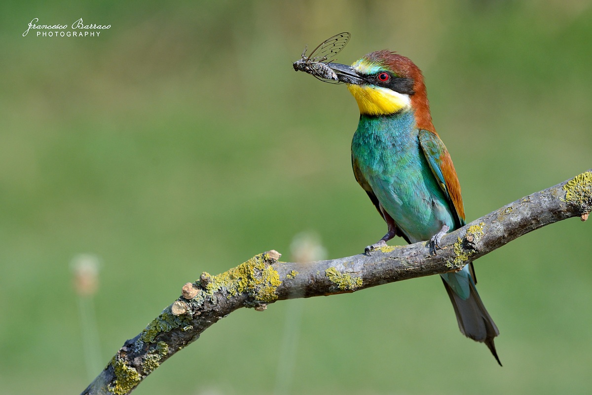 Bee-eater