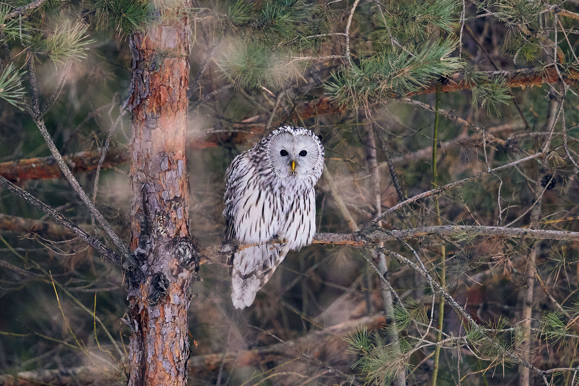 Strix uralensis