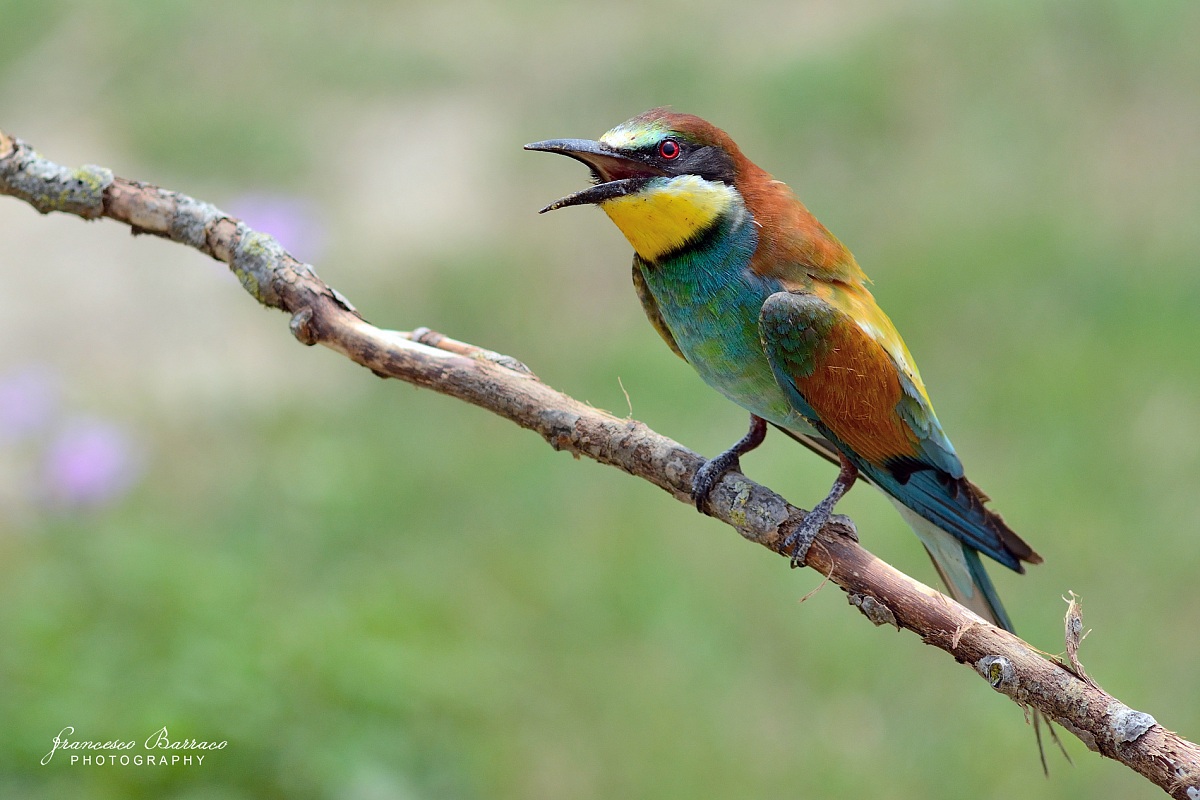 Bee-eater