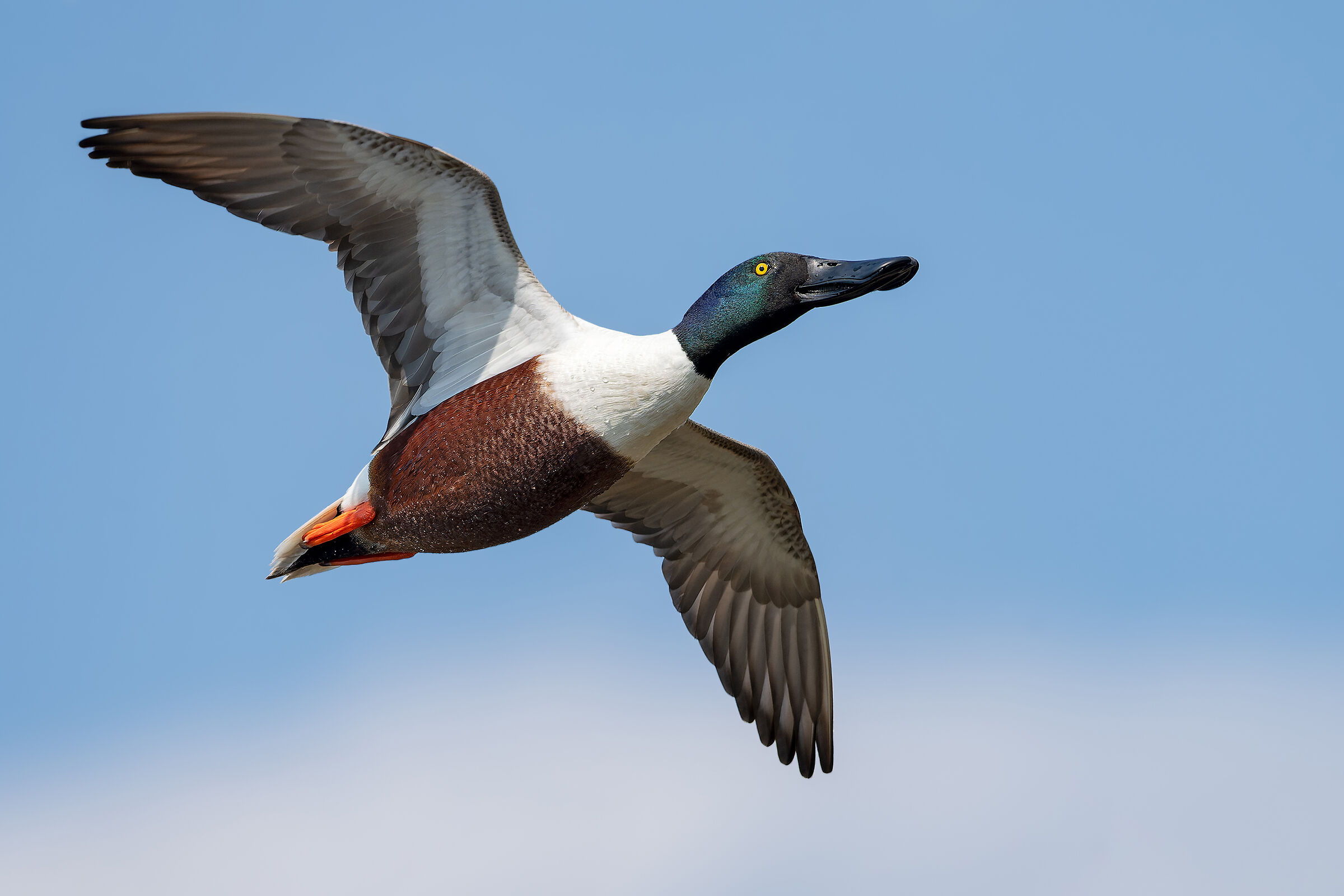 Shoveler