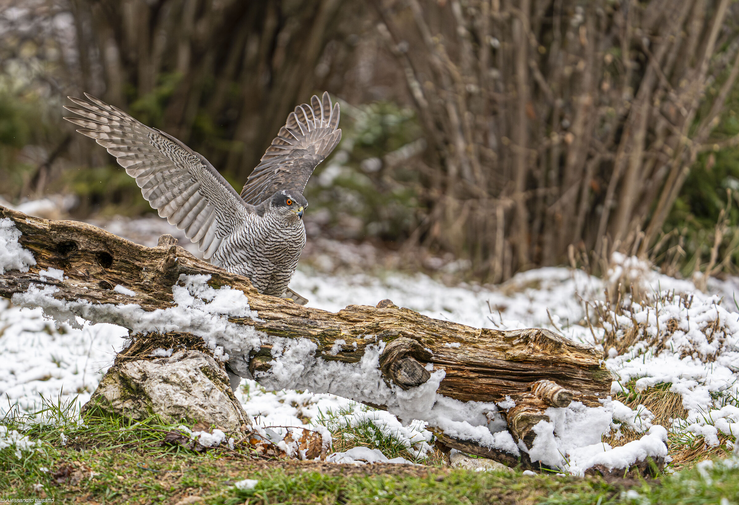 Goshawk