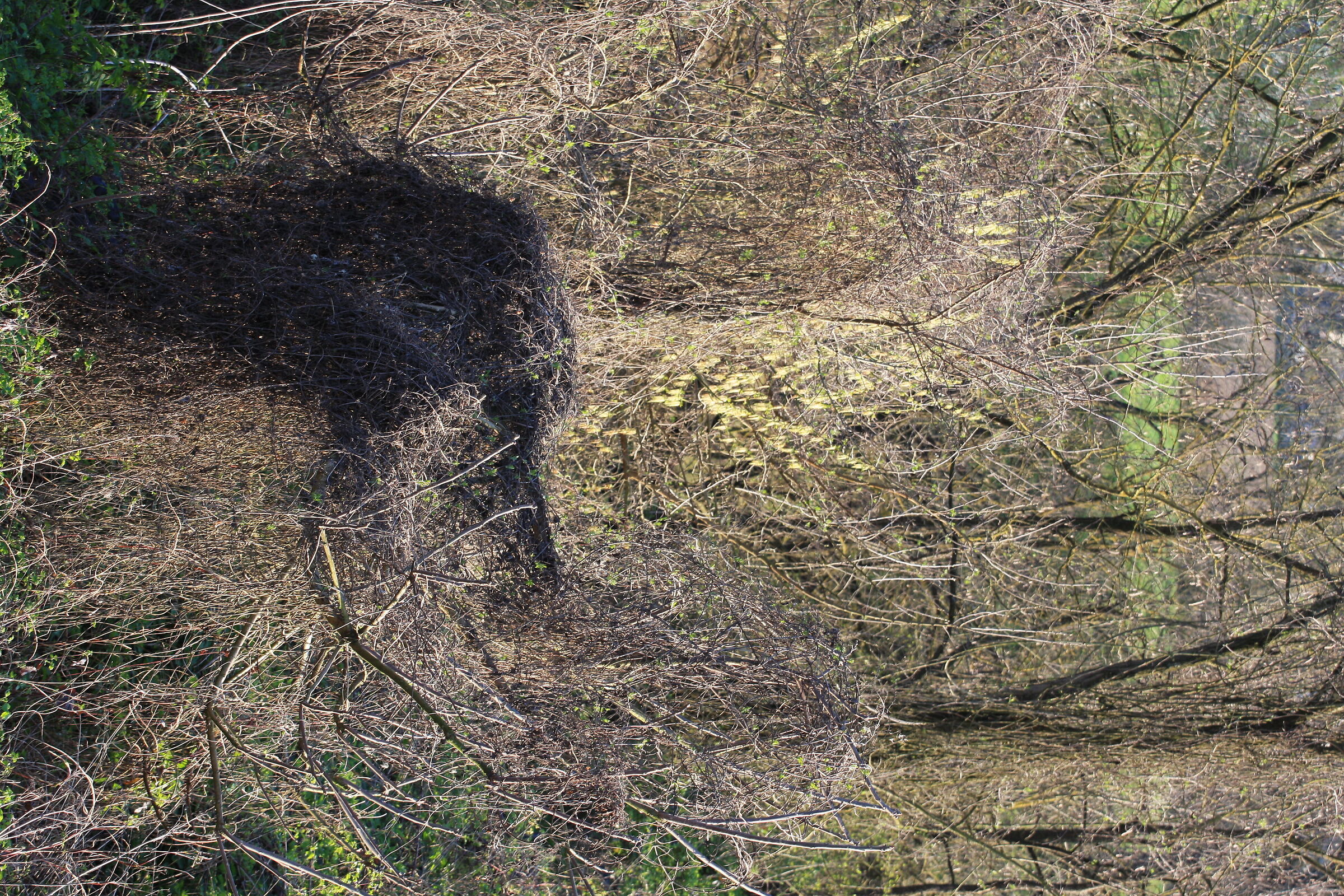 Bush Duck