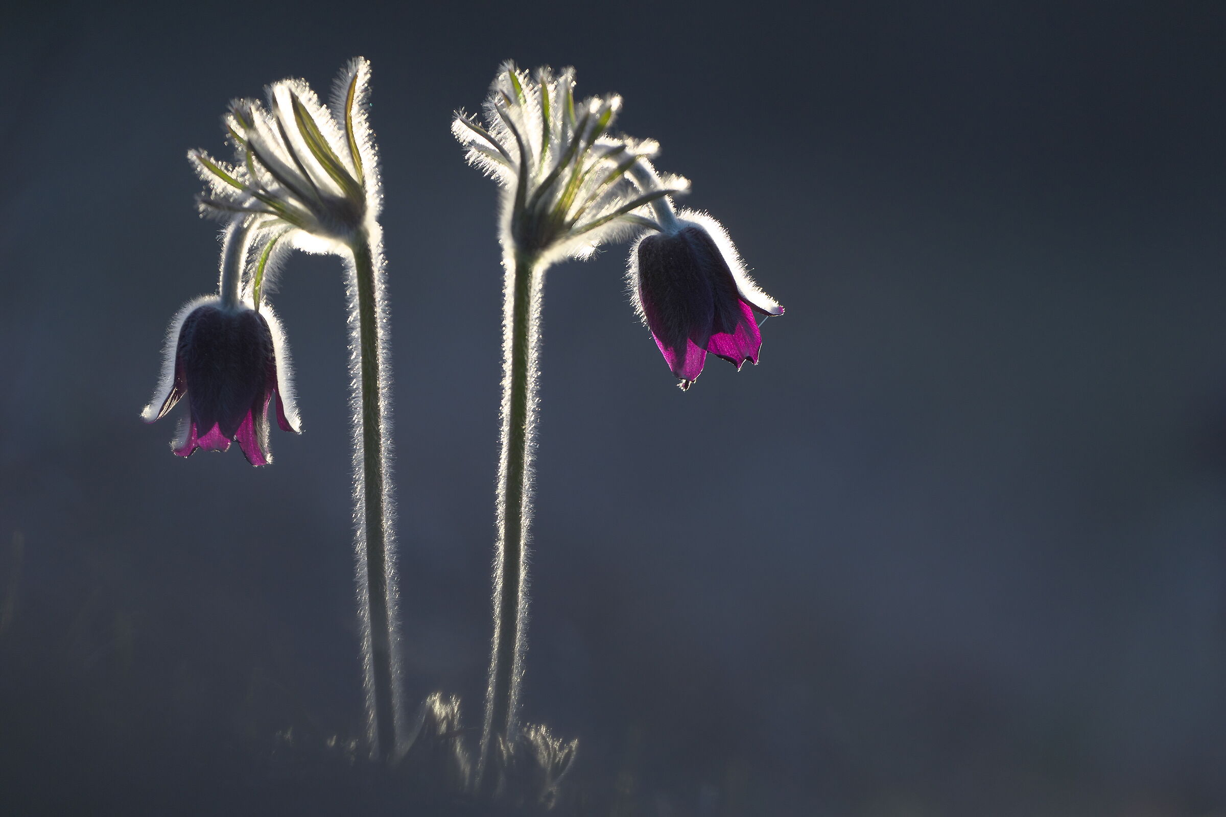 Pulsatilla nigricans