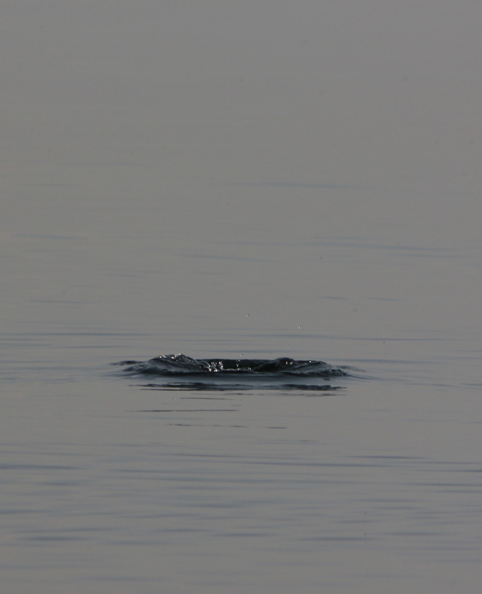 The usual hole in the water
