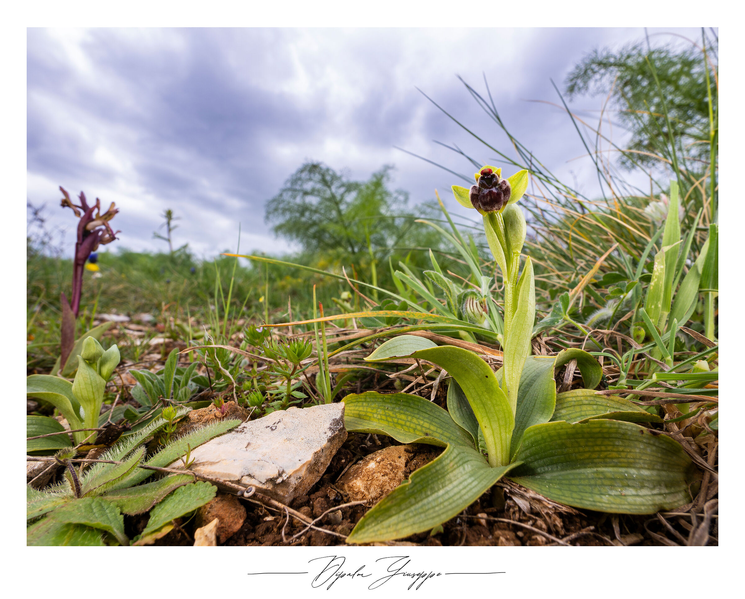 Ophrys bombyliflora in the hills