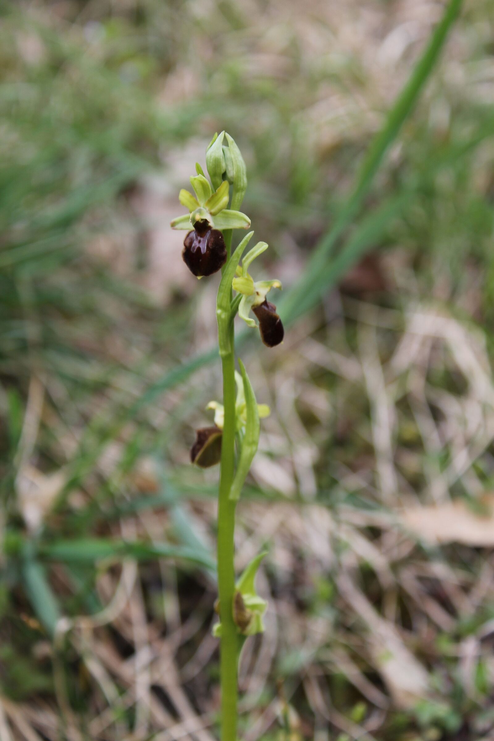 First Orchids 2