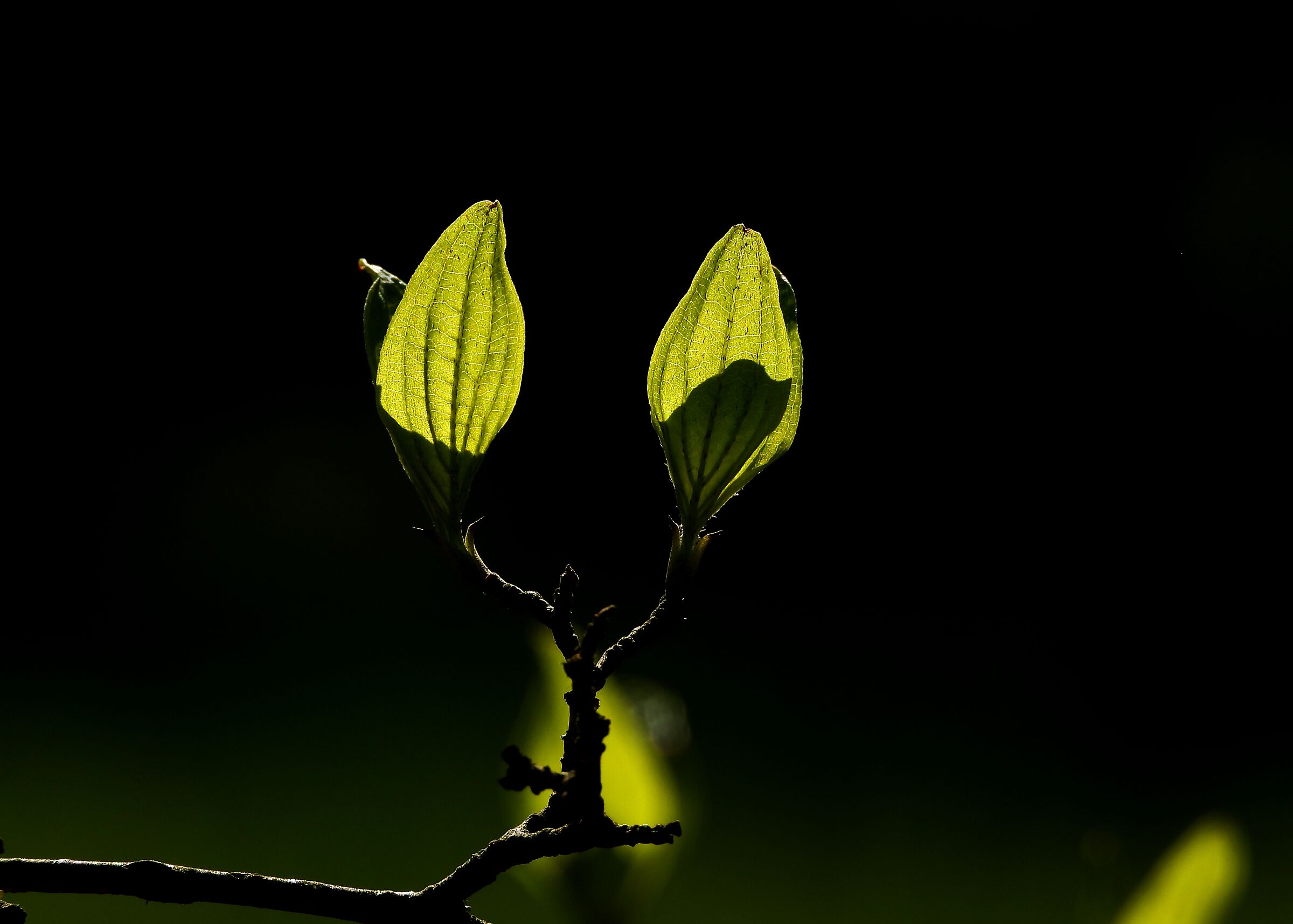 One shot..... illuminated