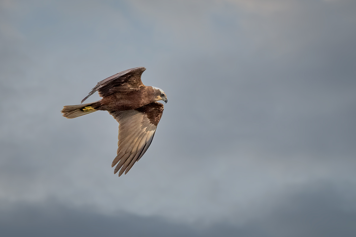 Falco di palude
