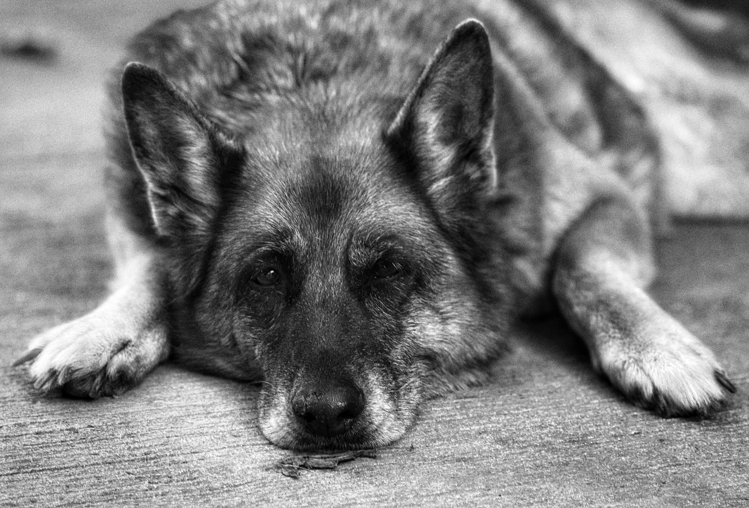 doggo
