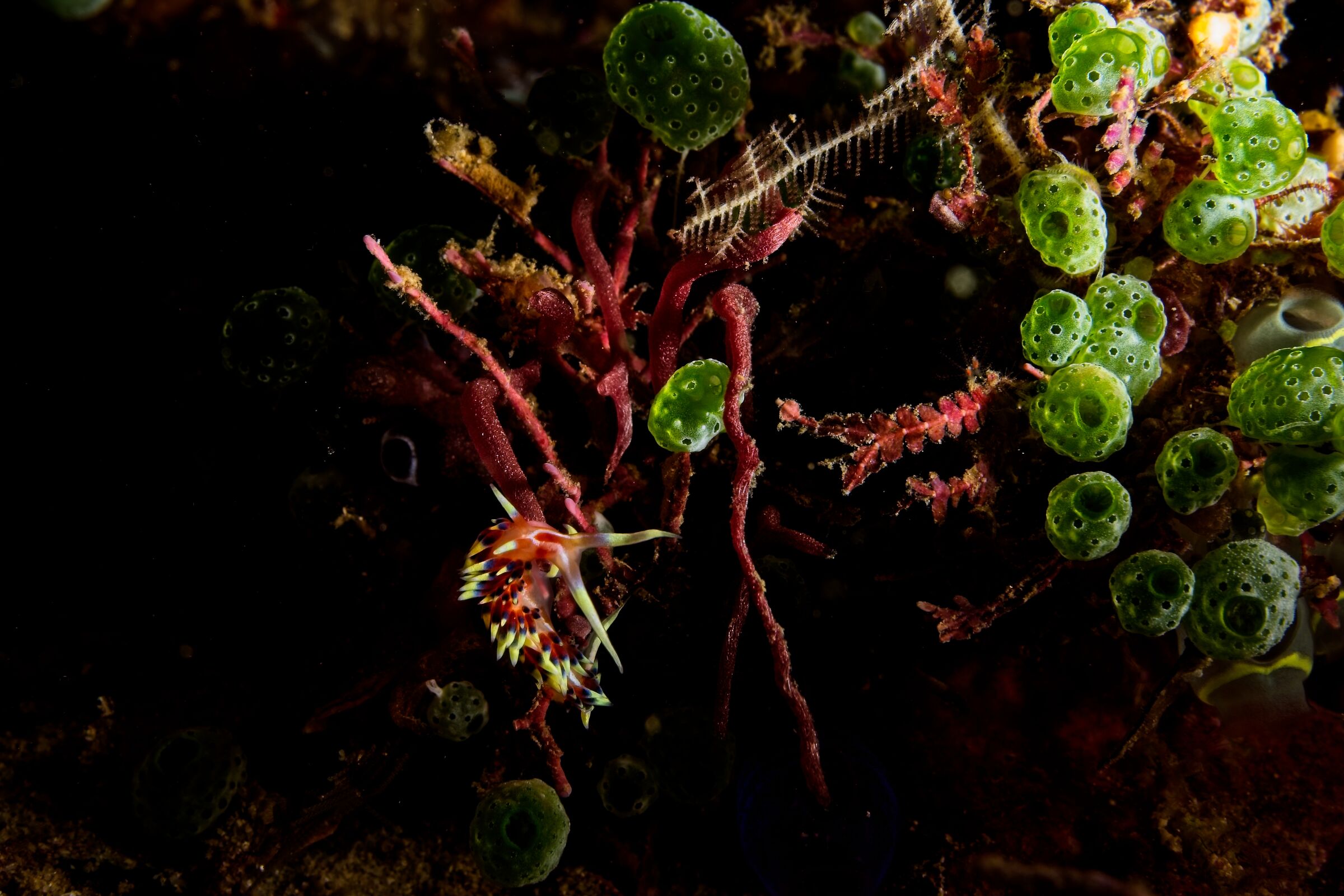 Flabellina