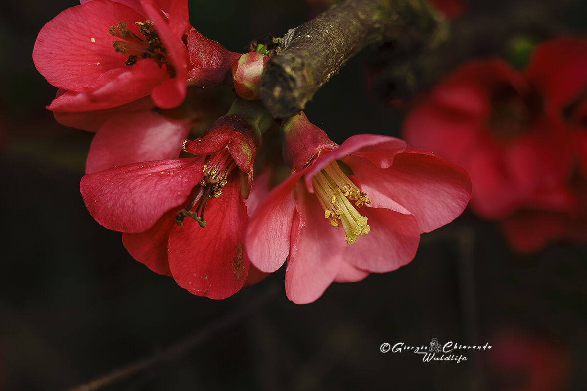 Quince (Chaenomeles speciosa)