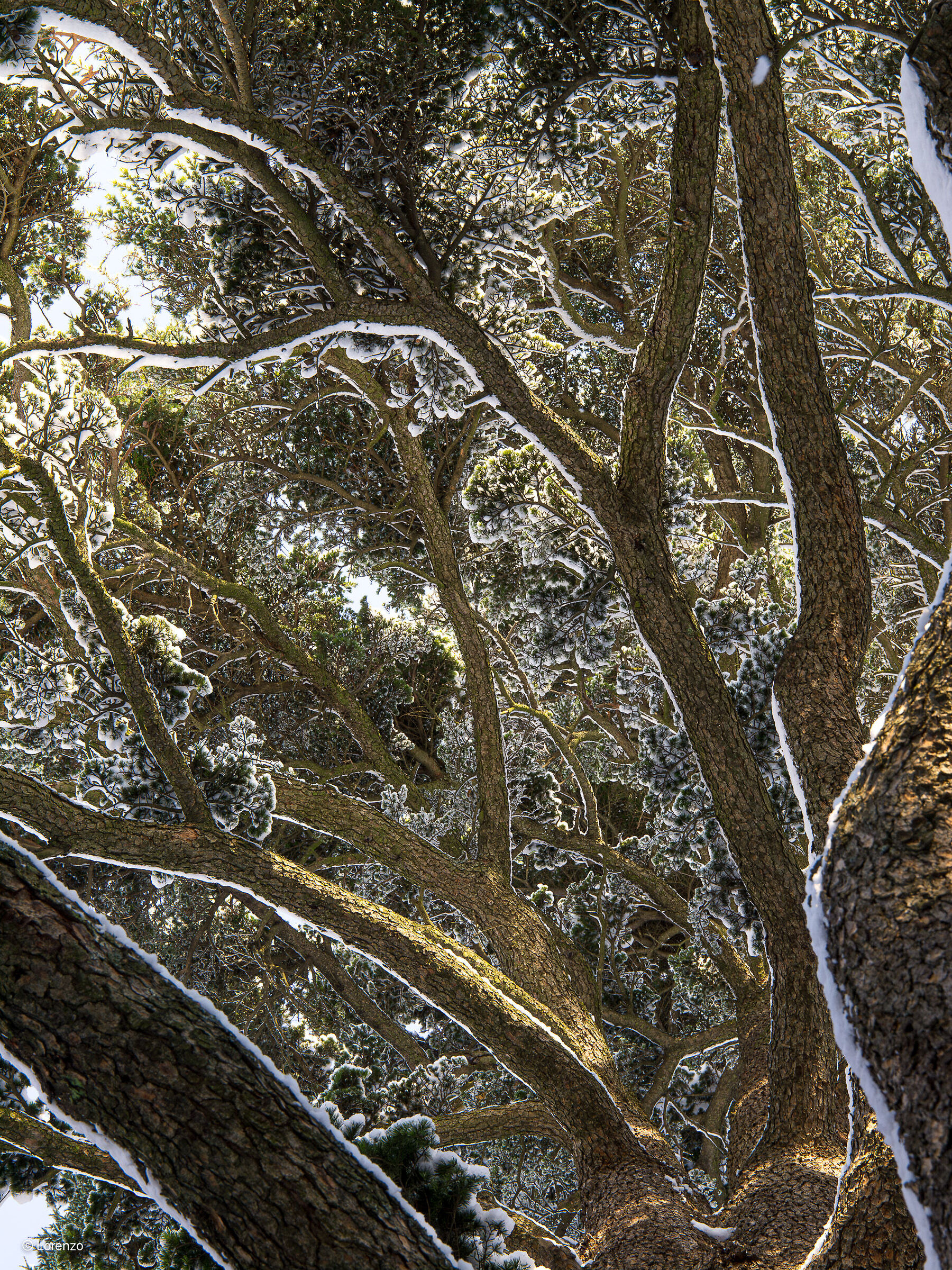 cedro neve e luce
