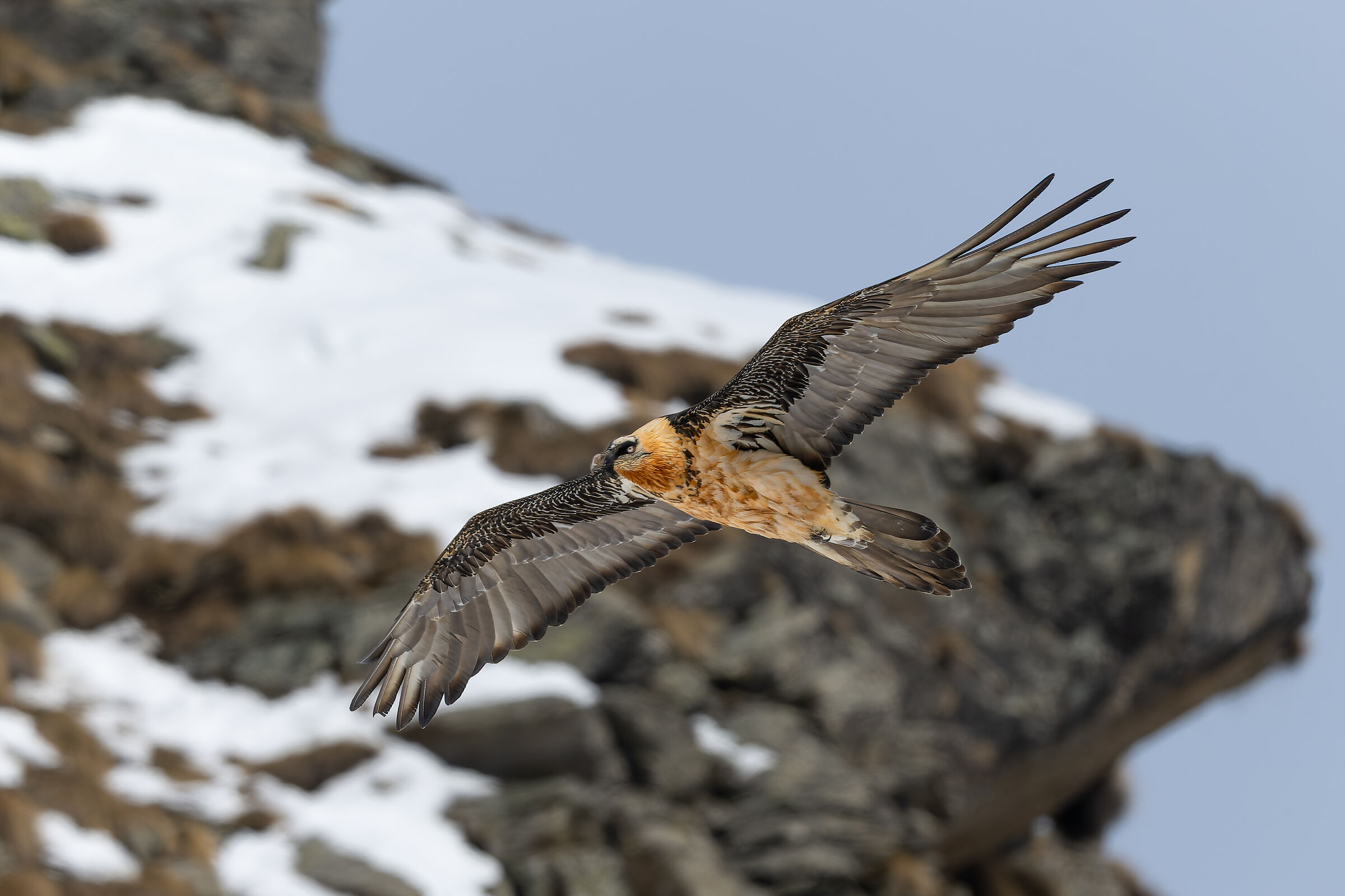 Gypaetus Barbatus - Gran Paradiso National Park