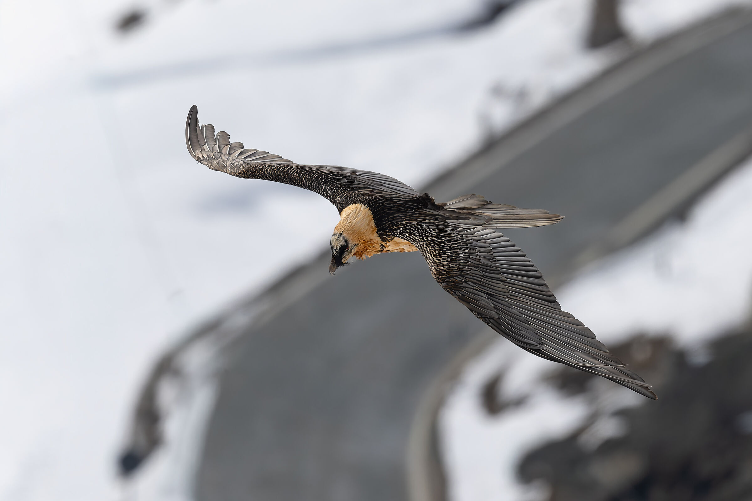 Gypaetus Barbatus - Gran Paradiso National Park