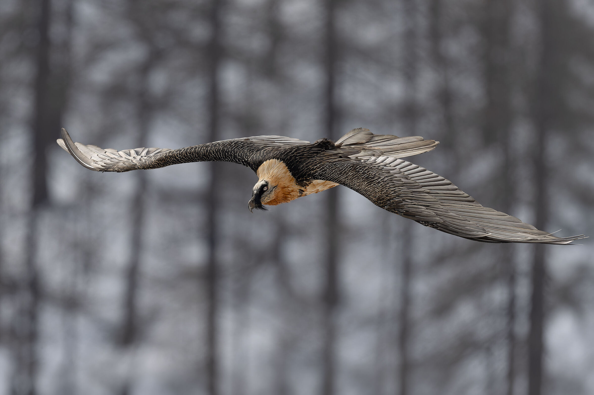 Gypaetus barbatus- Gran Paradiso National Park