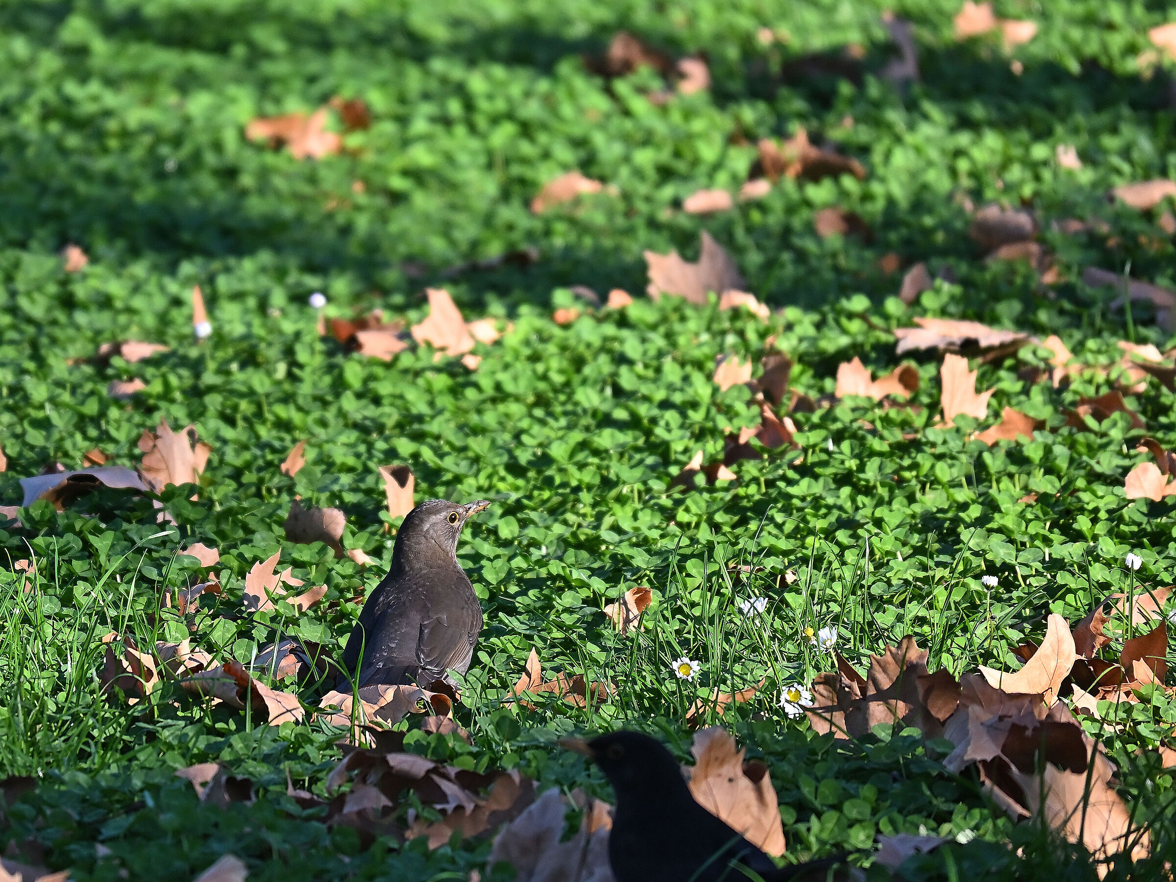 Blackbird
