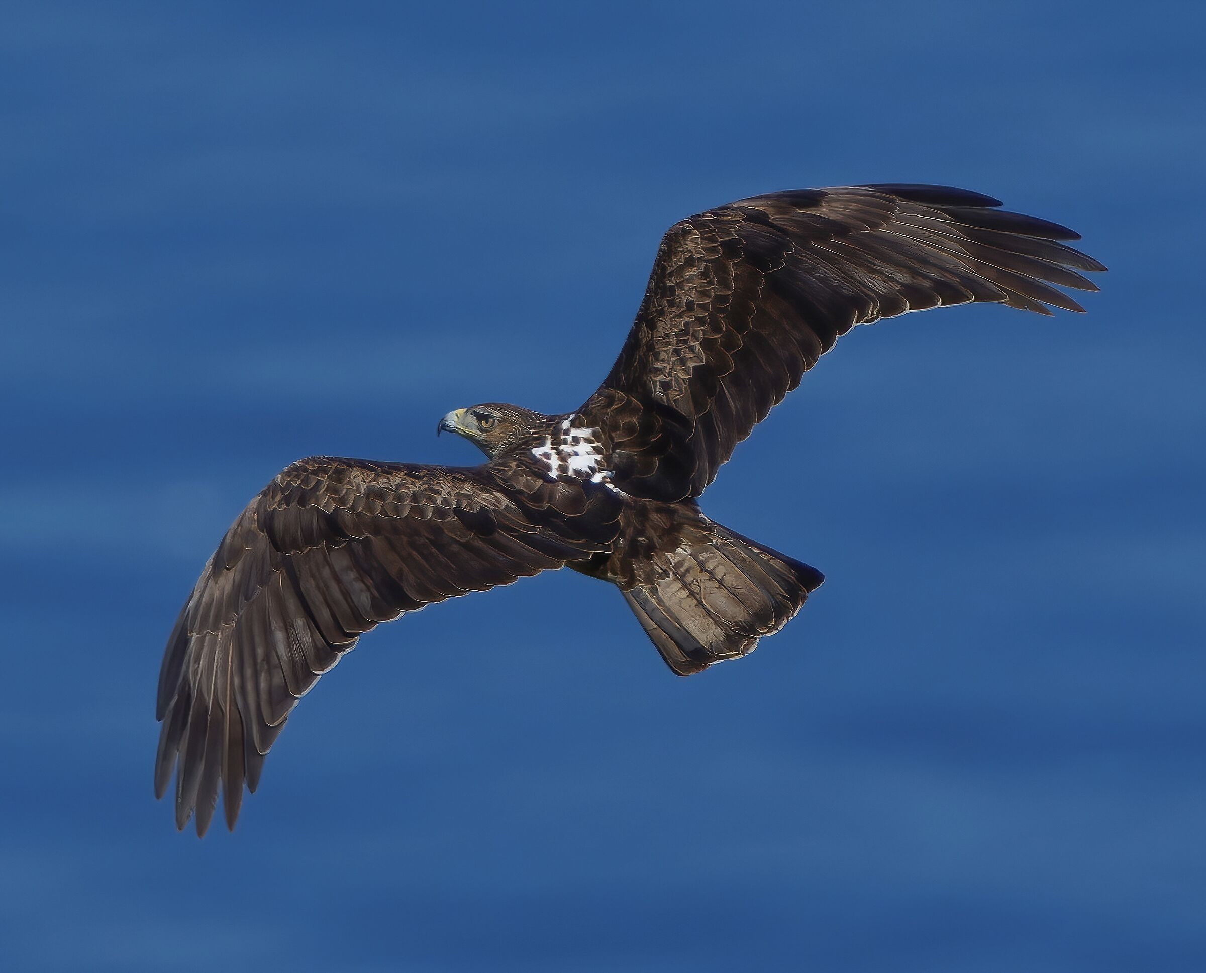 aquila di bonelli