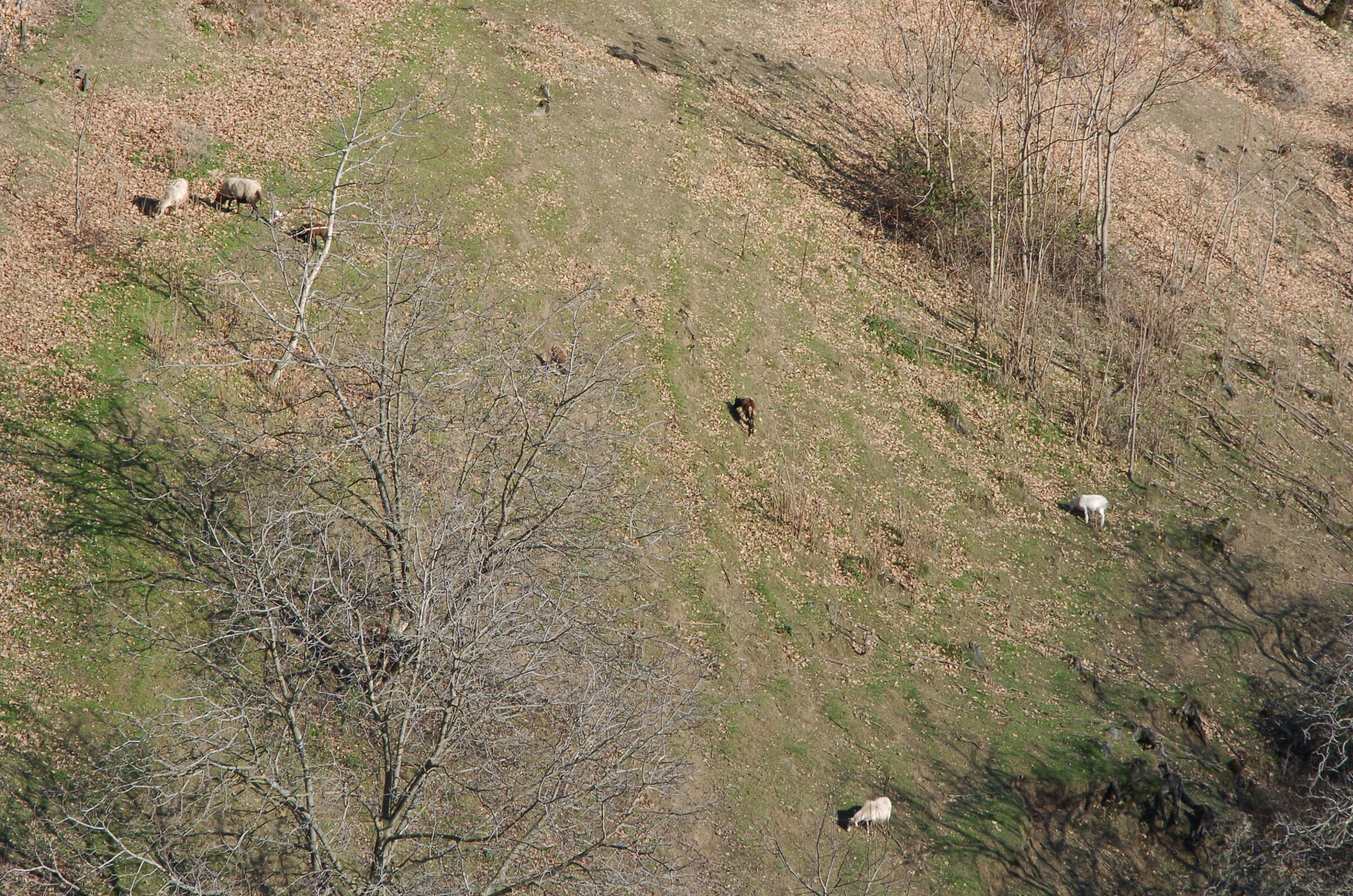 Pascolo dall'alto e la sua ebbrezza
