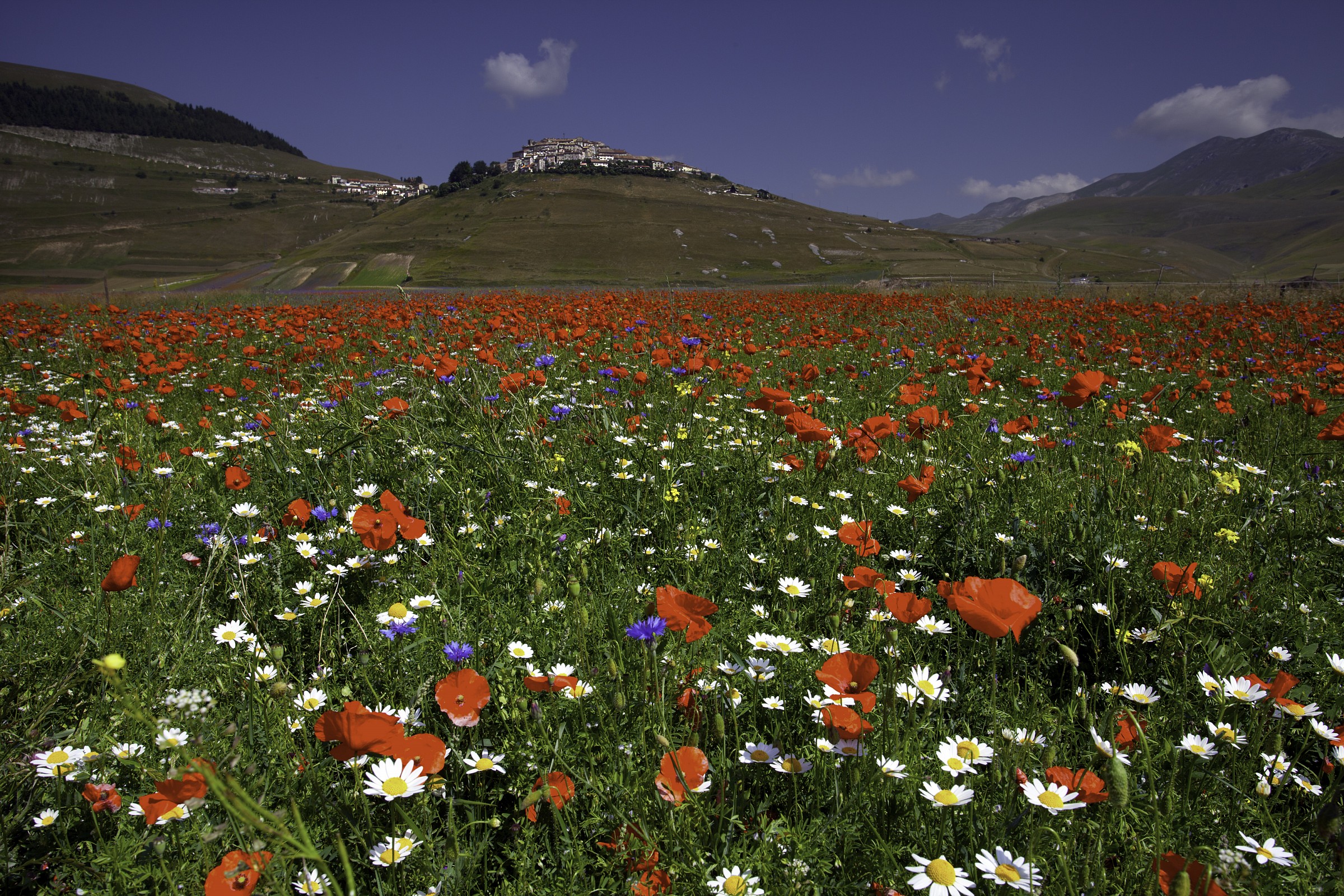 Fioritura a Castelluccio