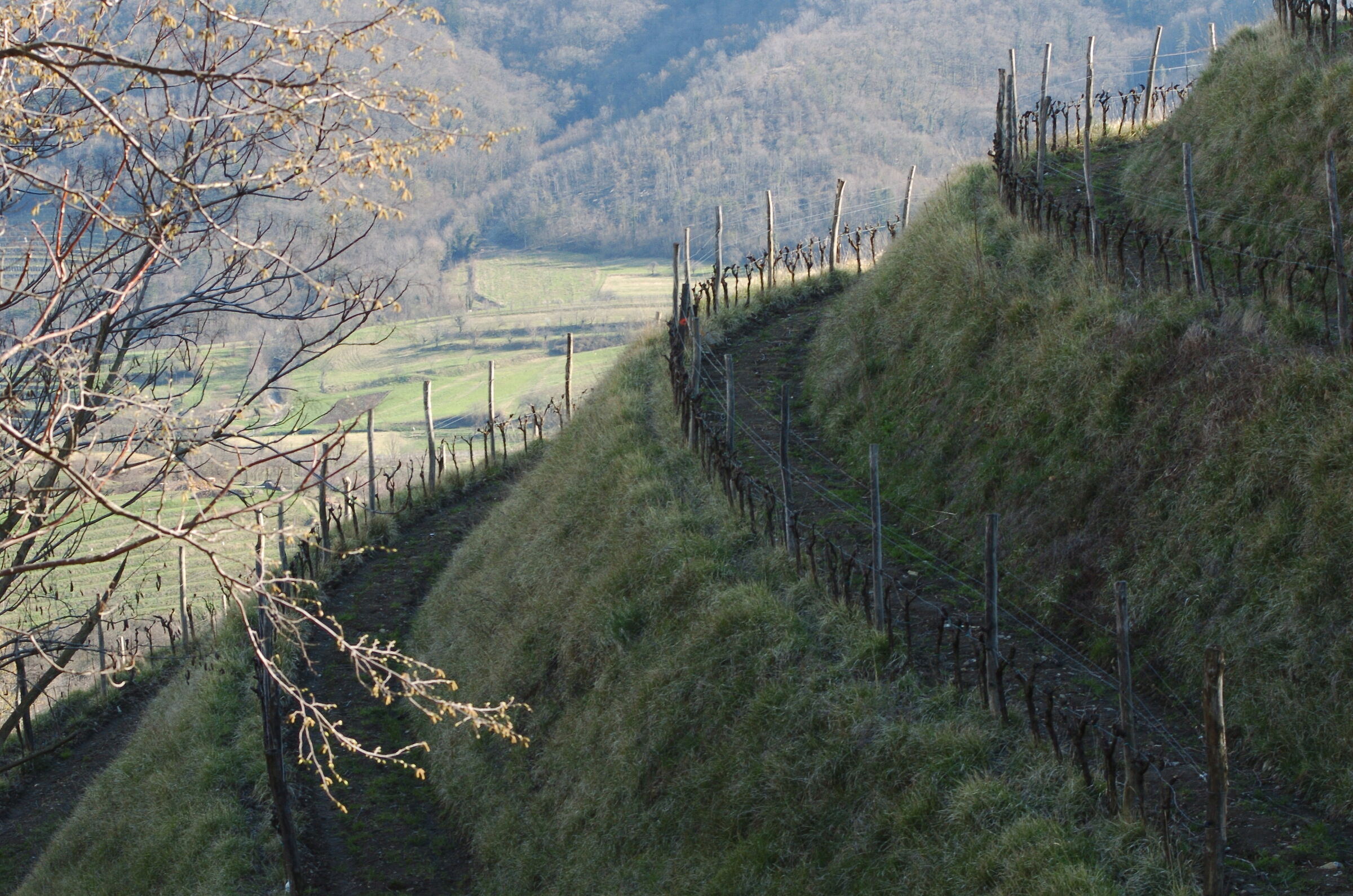 Reminescenza nepalese