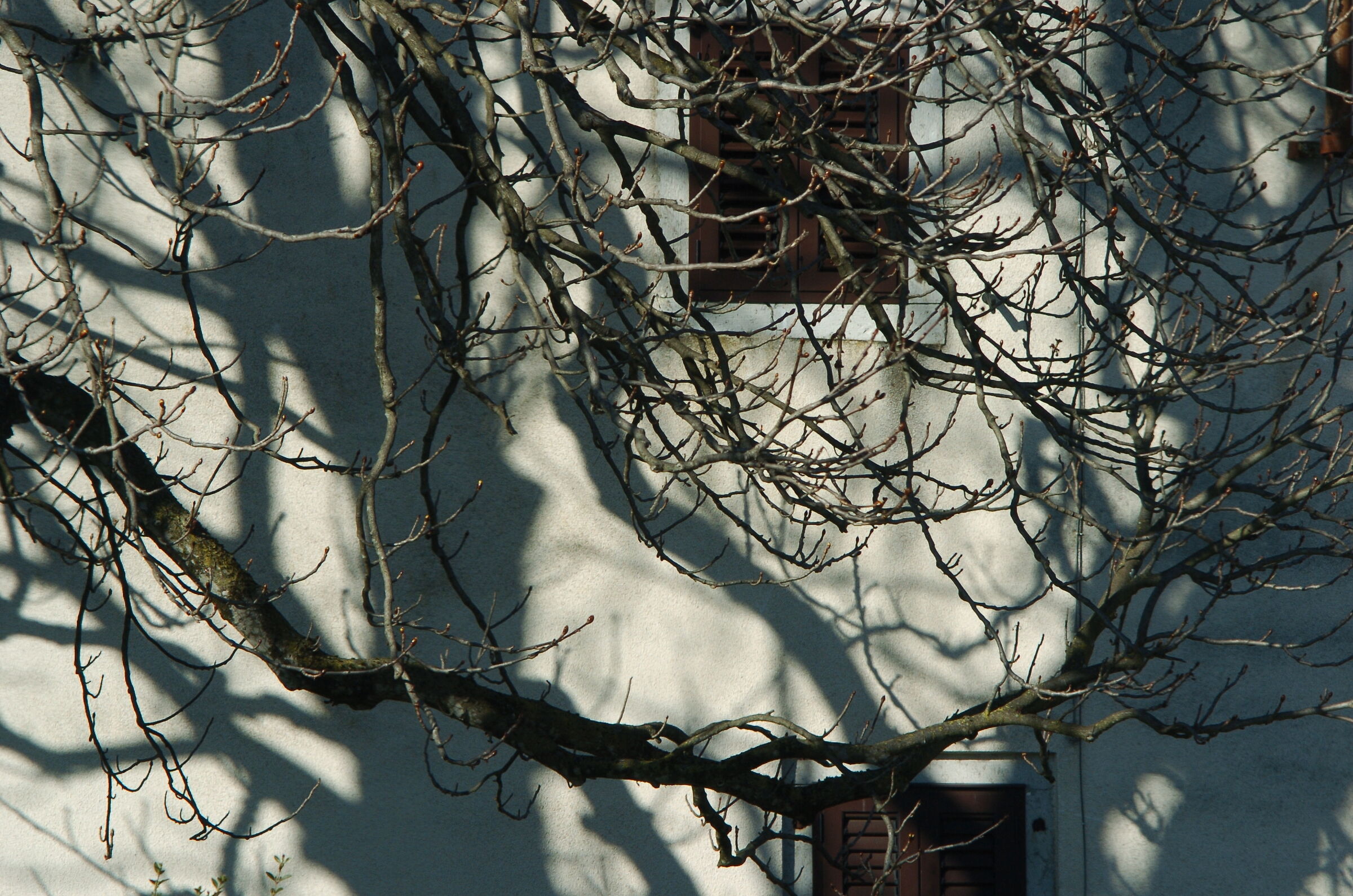 Lo specchiarsi della luce, e forse dell'indole