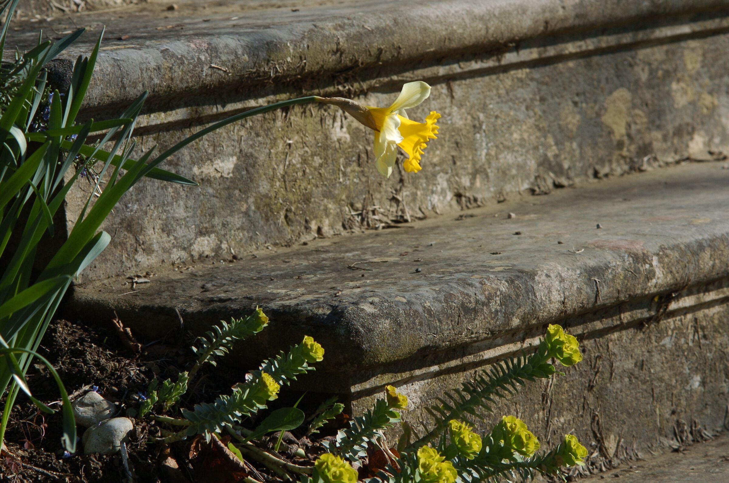 Gambo curvato. Allegoria?...