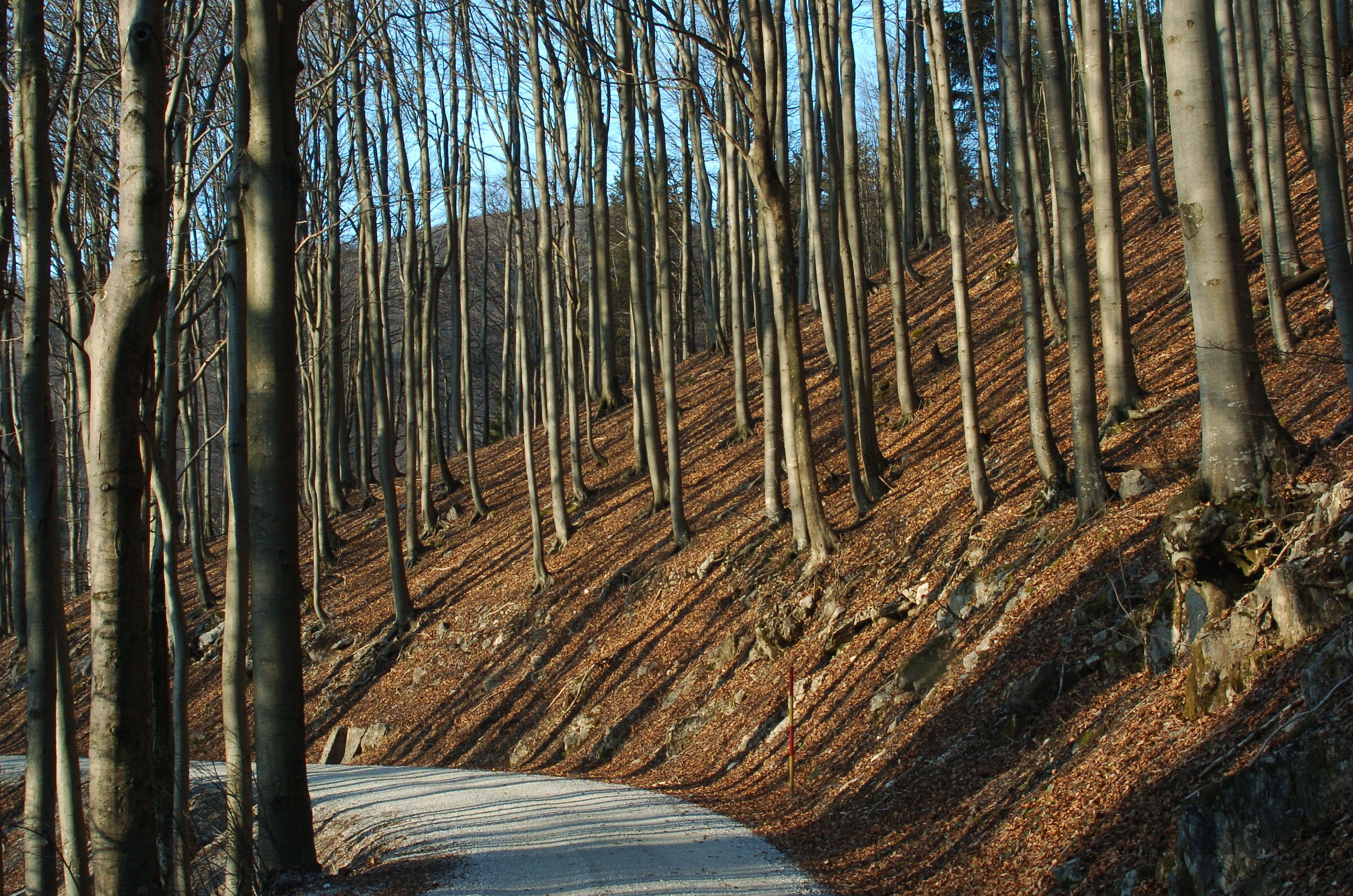 Presenze attraversando la faggeta