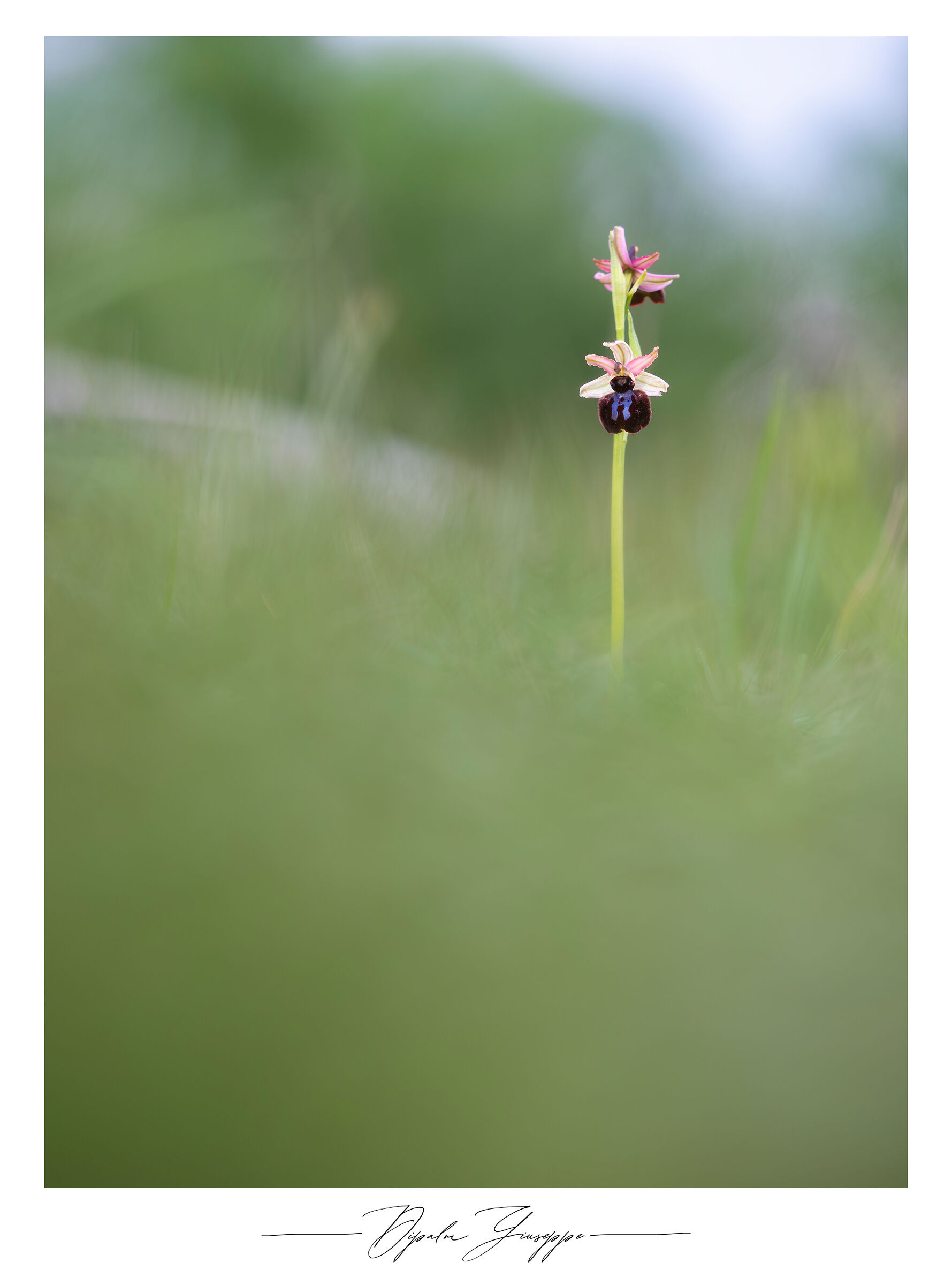 Ophrys sphegodes subsp. sipontensis