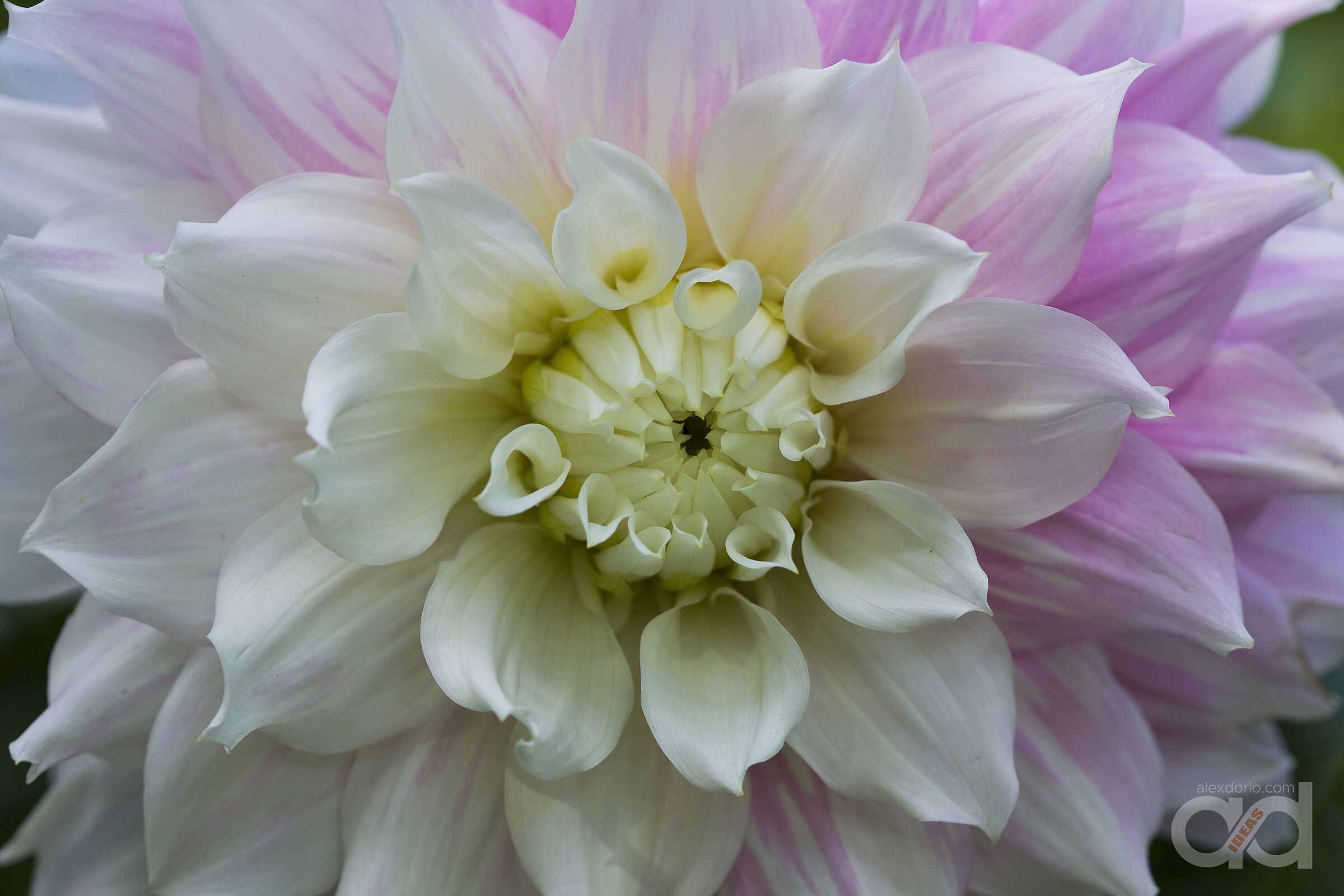 Dalia Ballerina