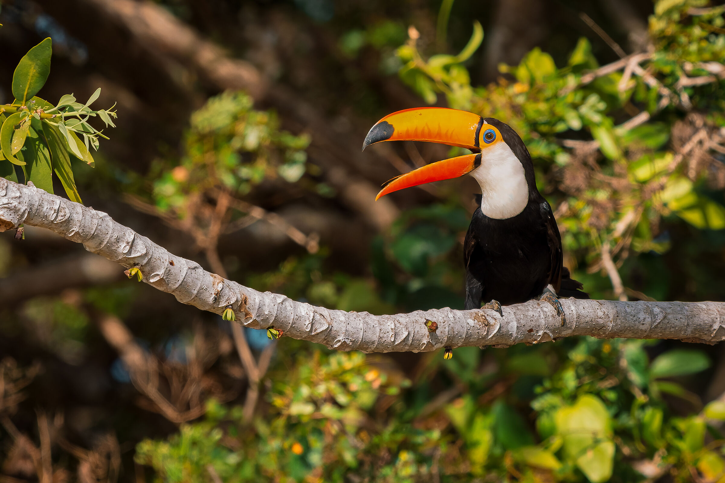 Tucano Toco
