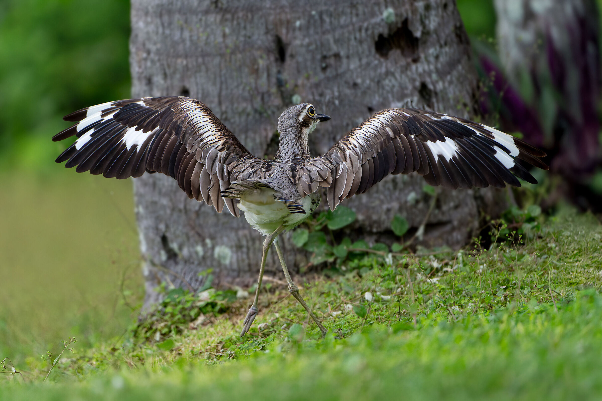 Bush Stone-curlew (Burhinus grallarius)