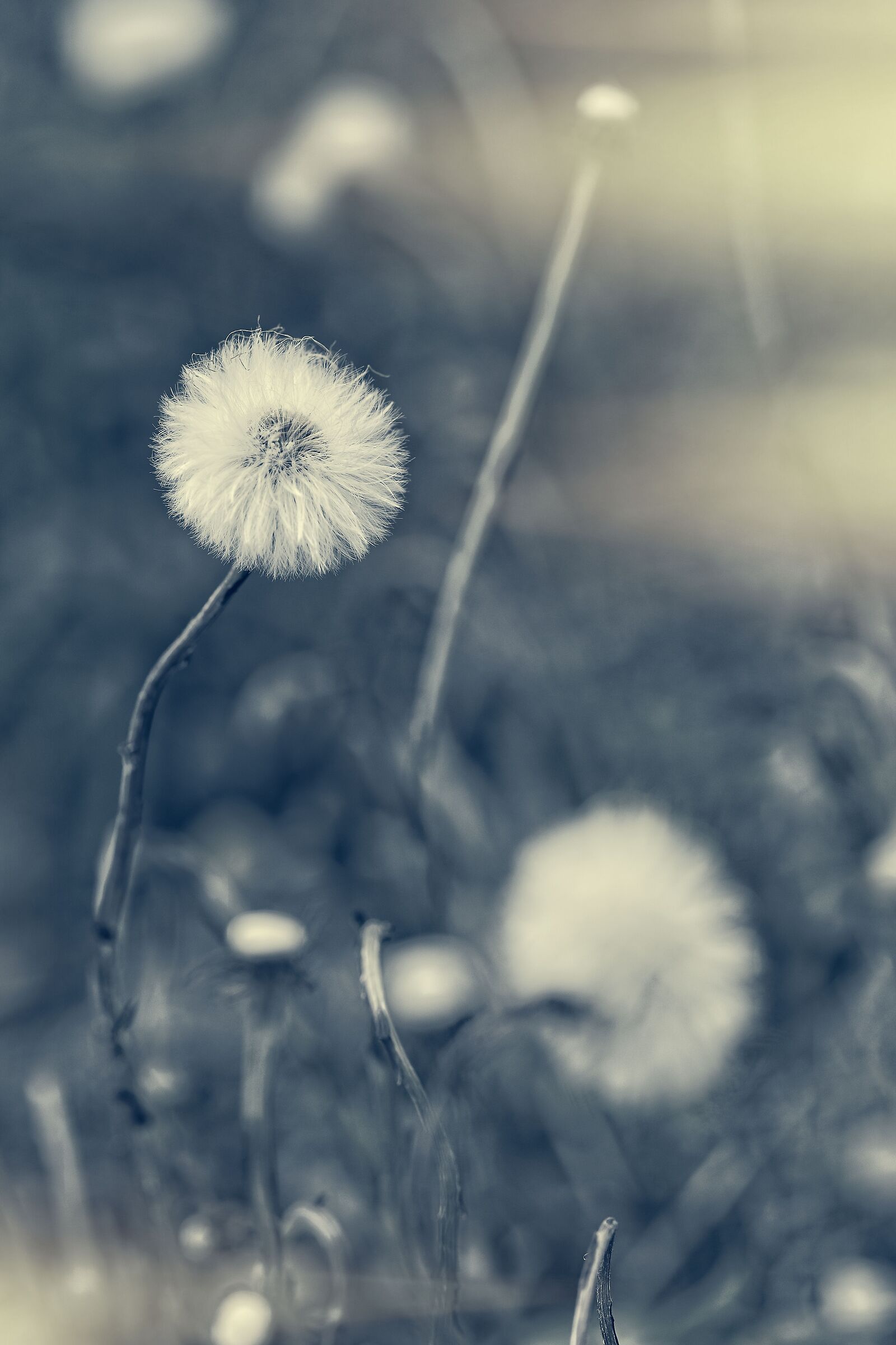 Coltsfoot