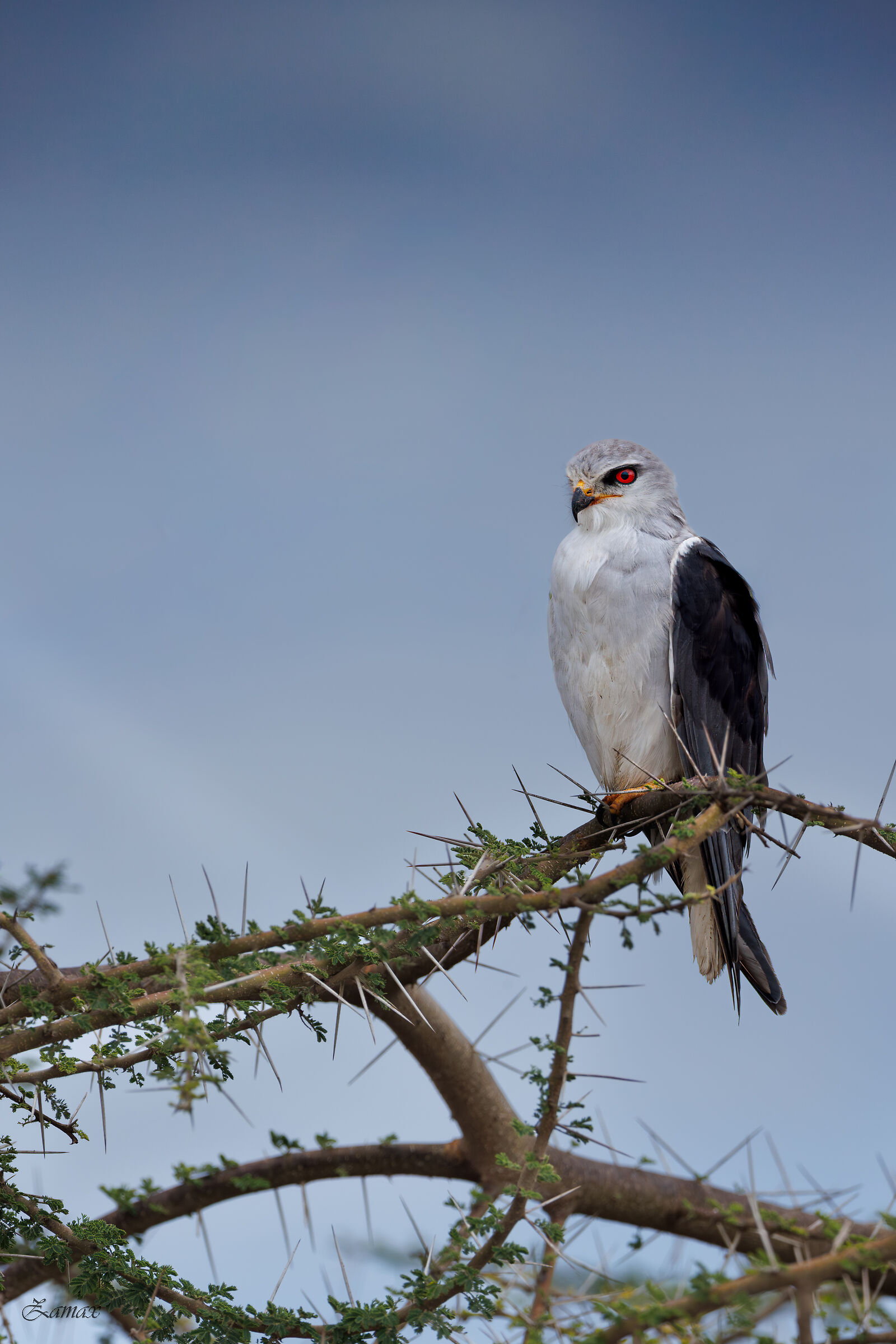 White Kite