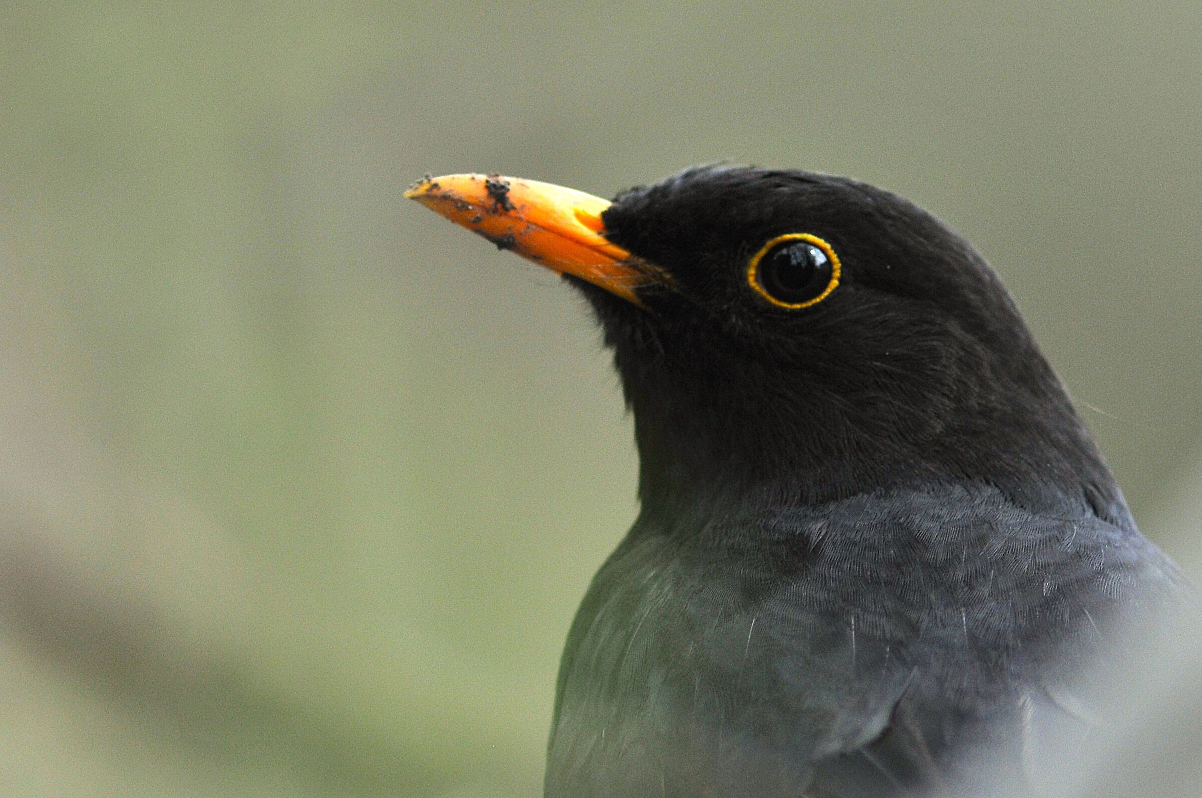 Portrait of a blackbird