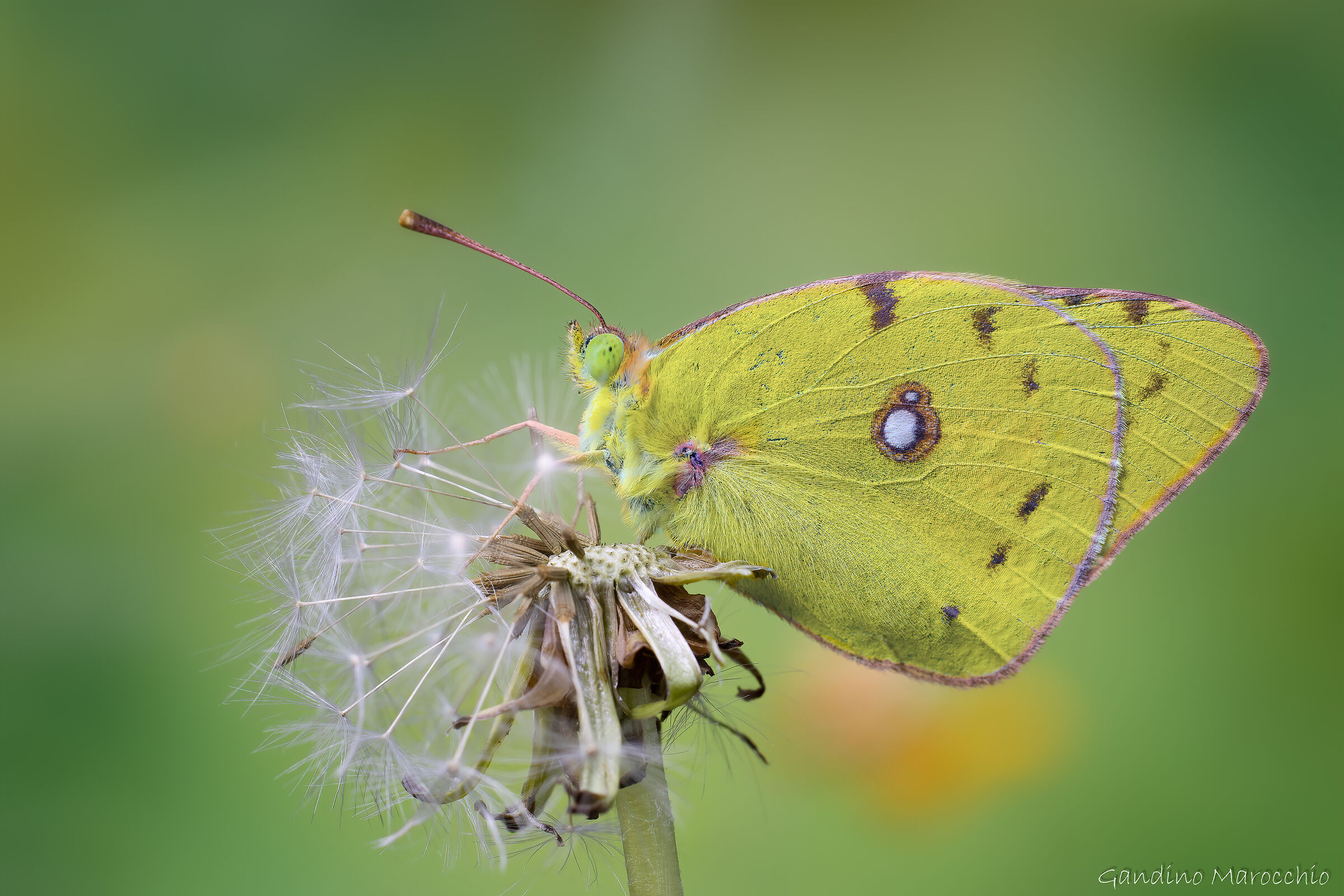 Colias crocea