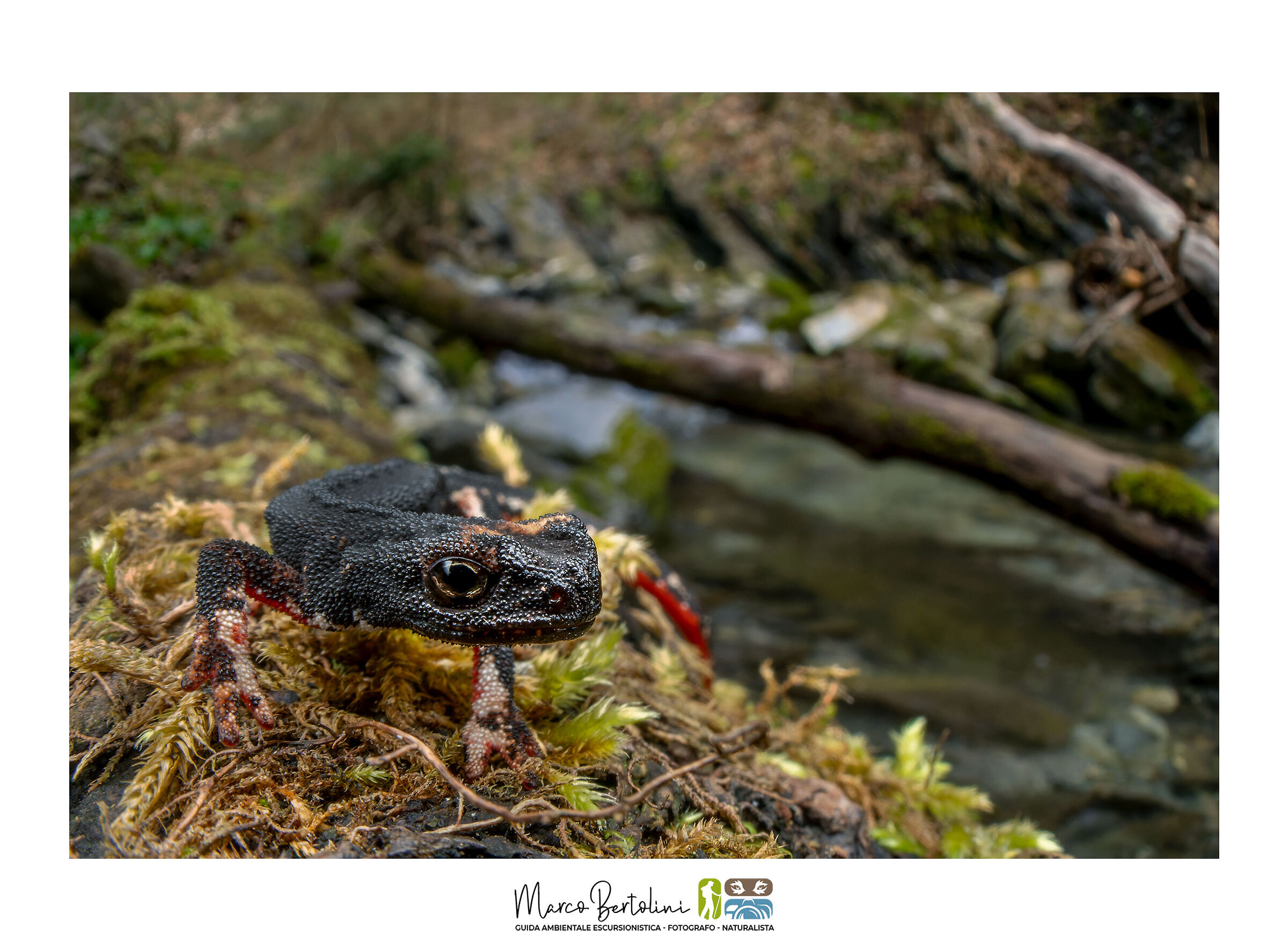 Il "drago" acquatico
