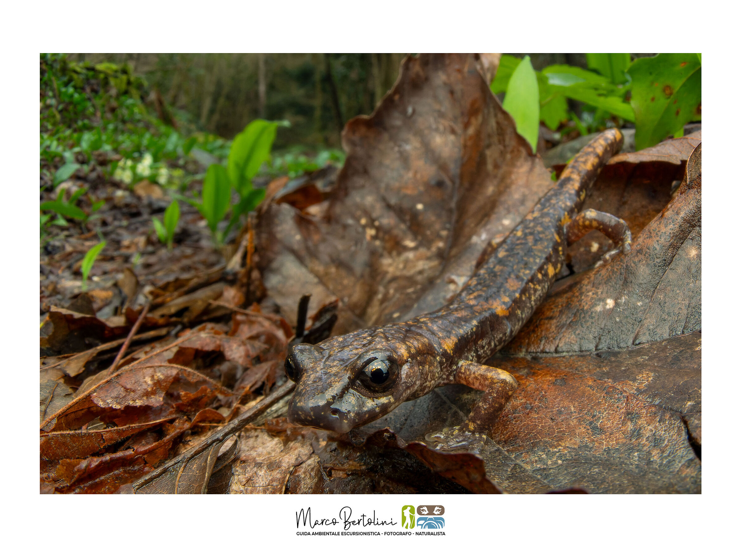 Primi incontri nel sottobosco
