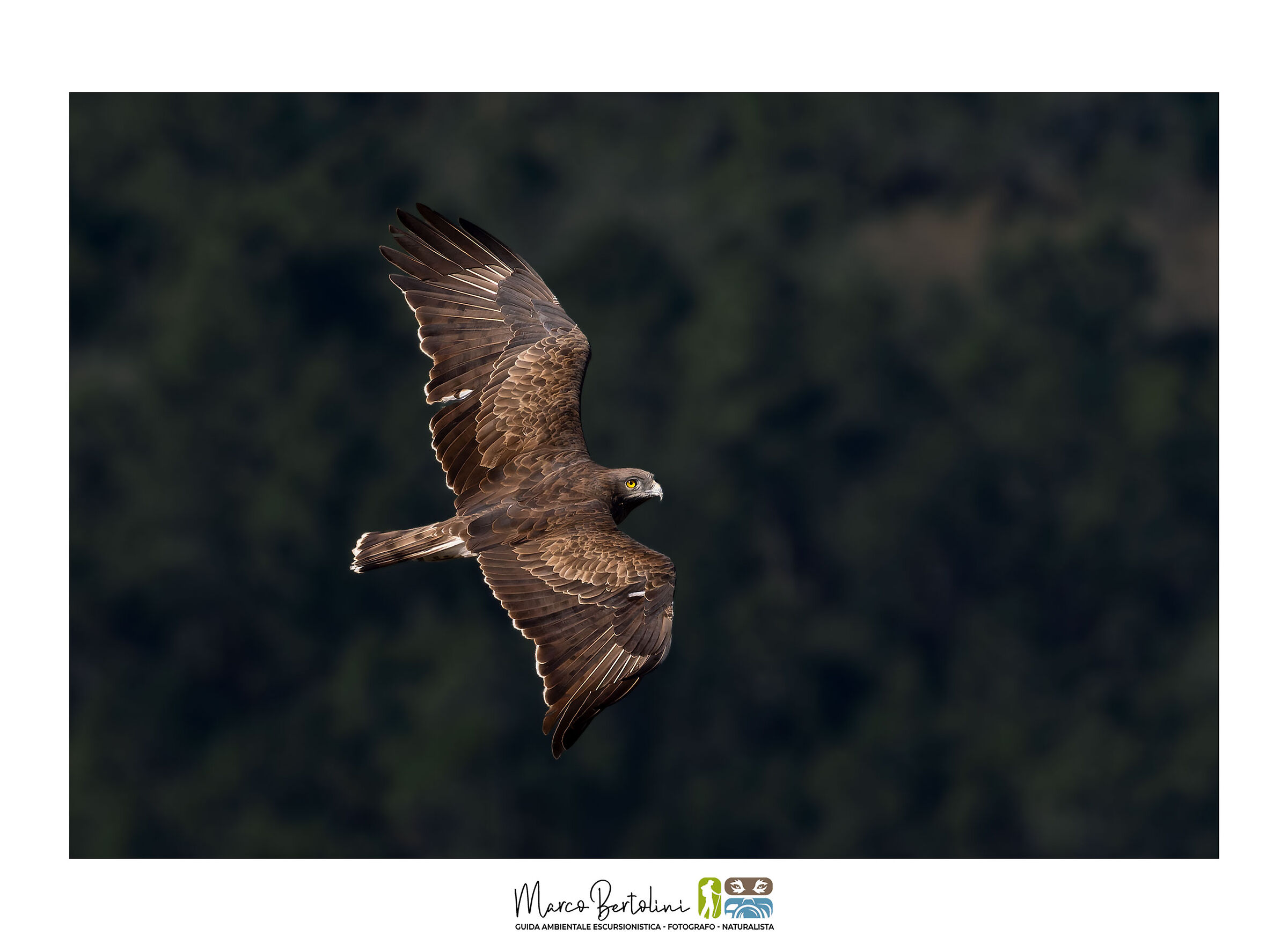 Wings in the wind