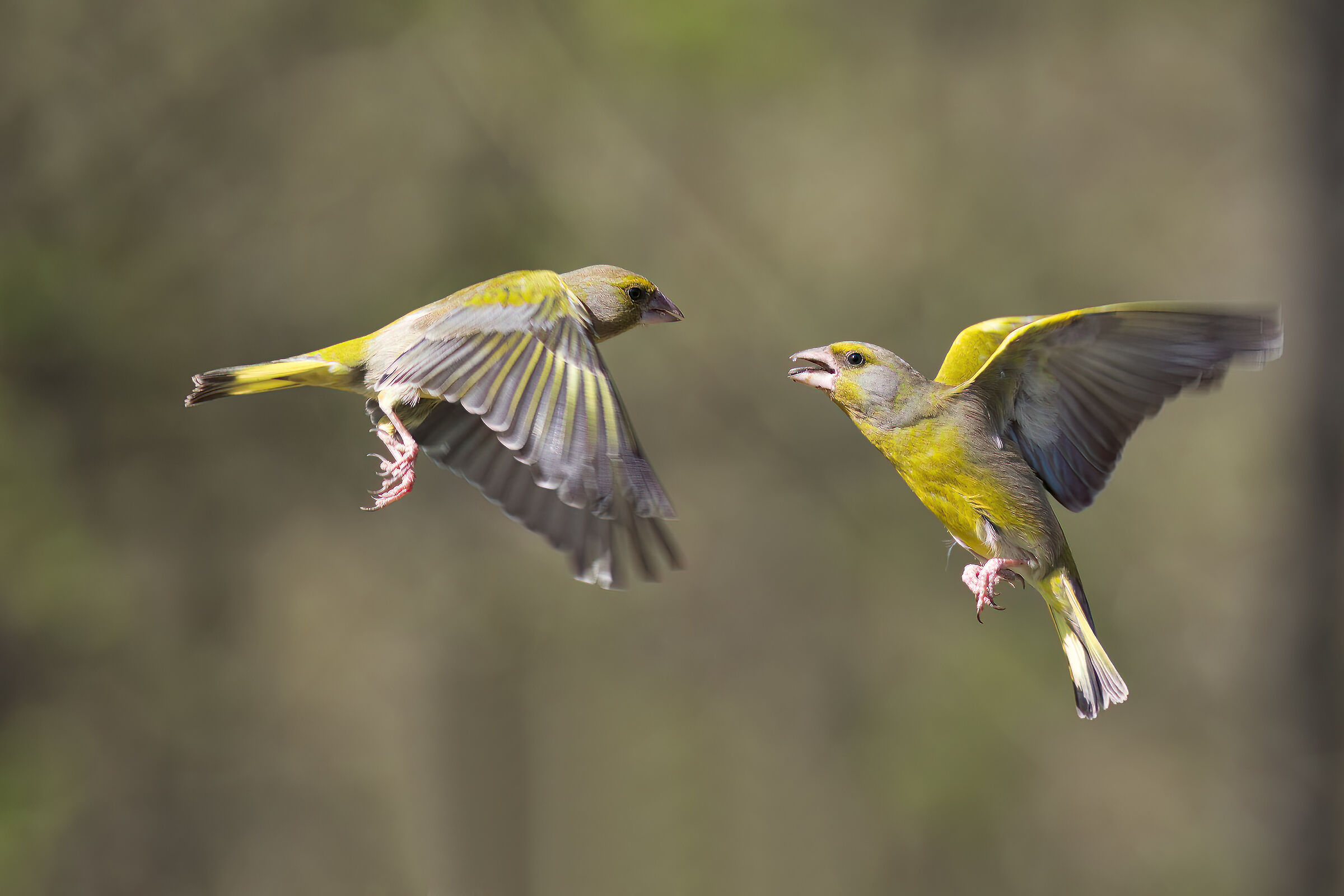 Greenfinches
