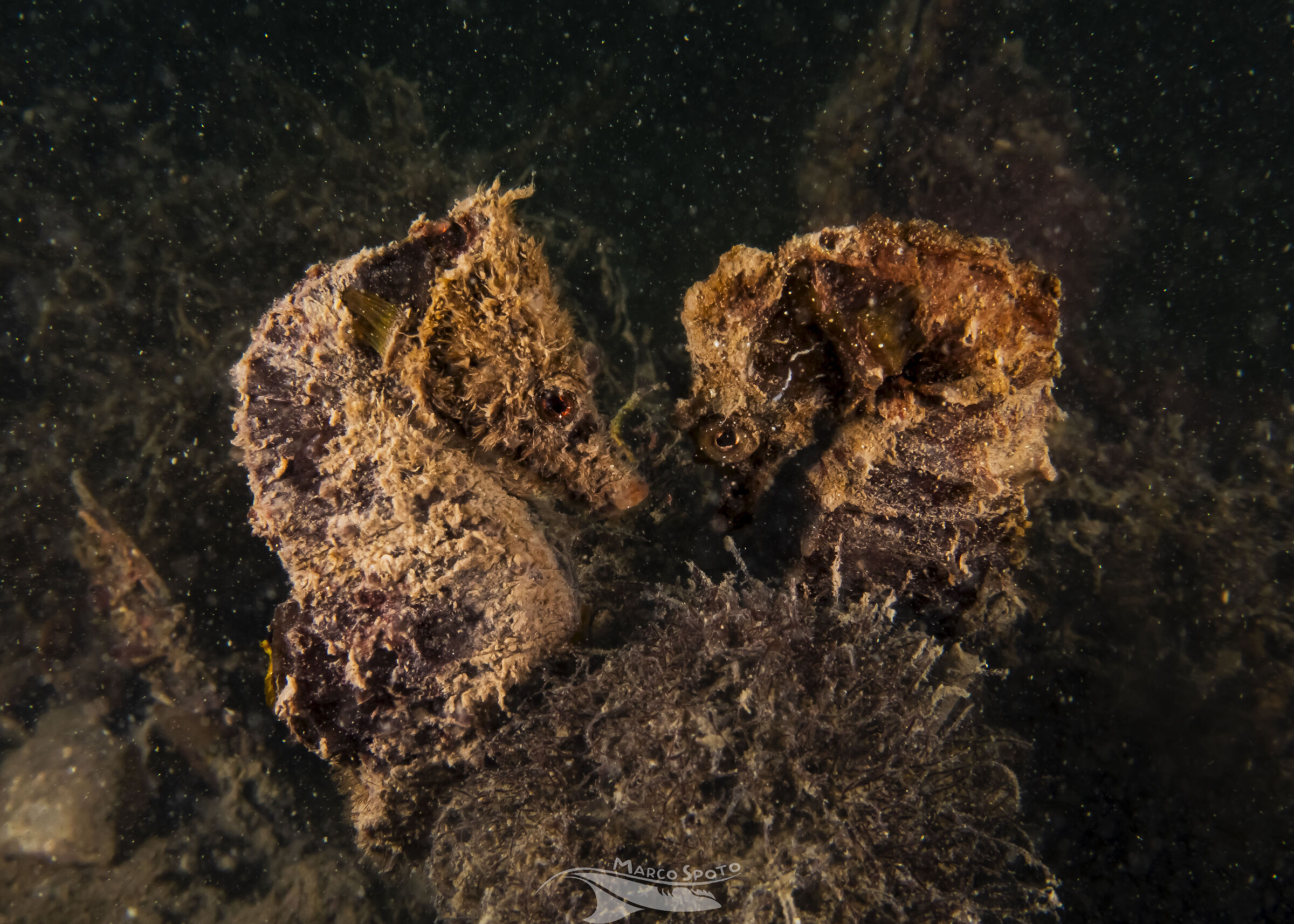 Coppia di Hippocampus Hippocampus