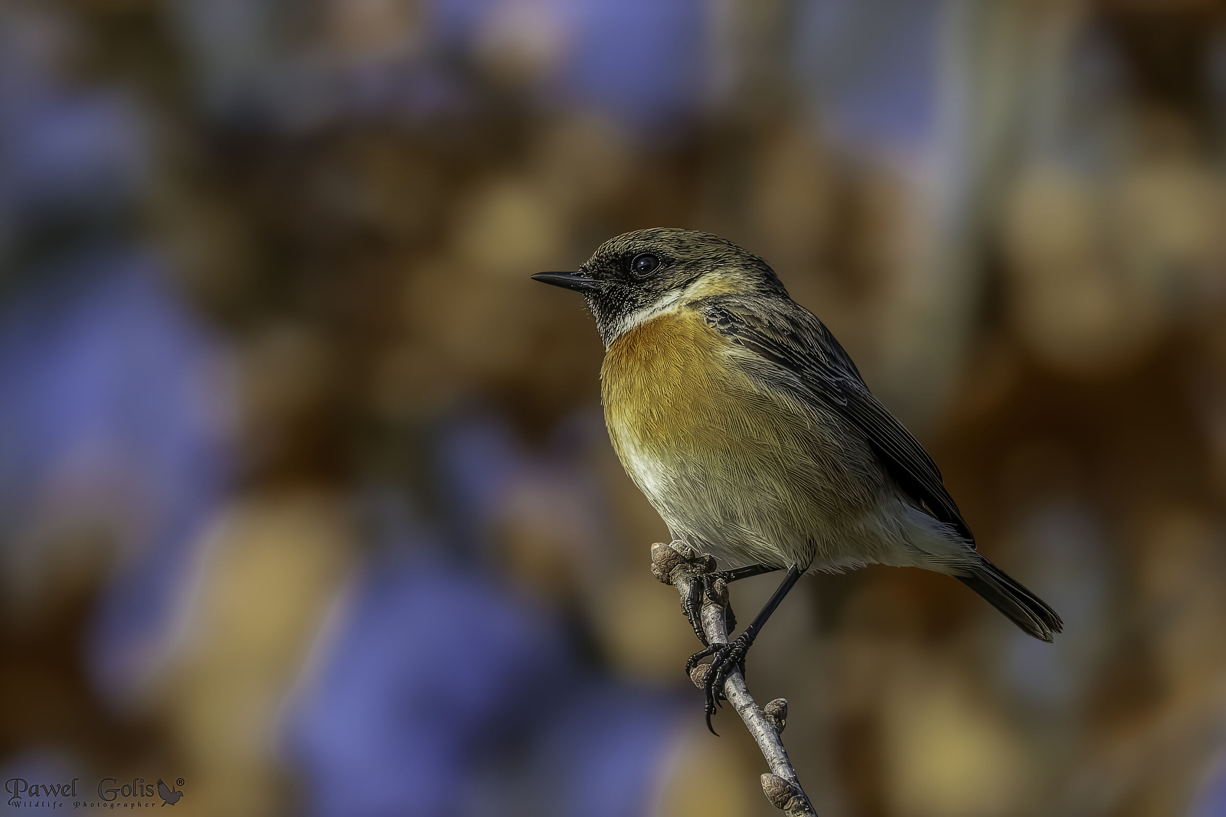 Tartacorna europea (Saxicola rubicola)